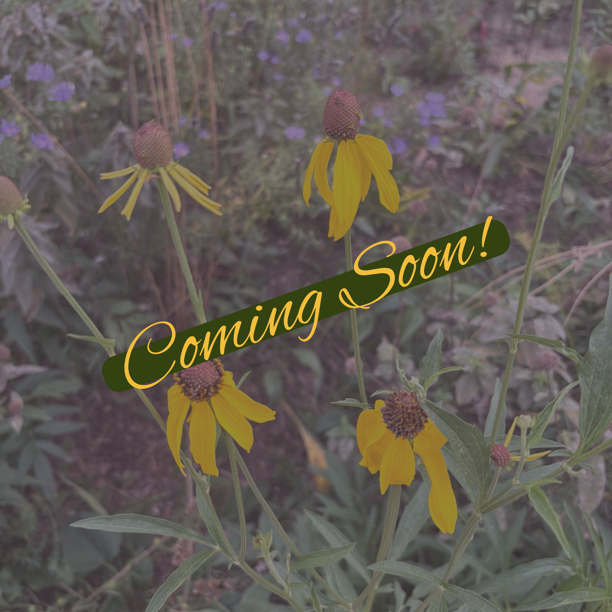 Coming Soon! Prairie Coneflower