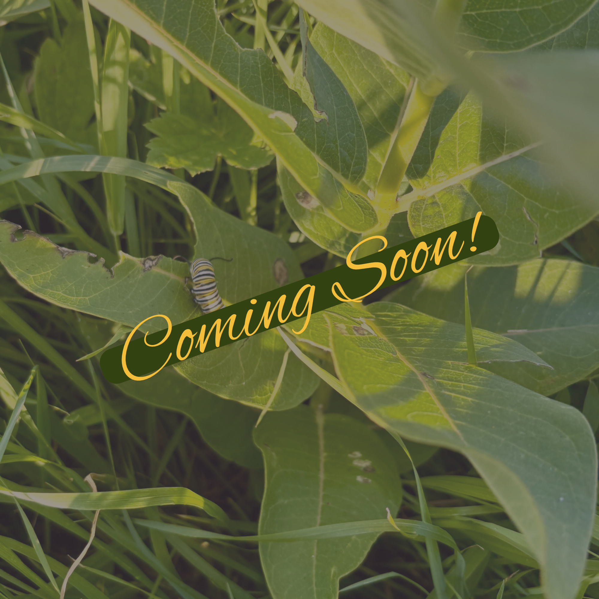 Coming Soon! Monarch caterpillar on milkweed
