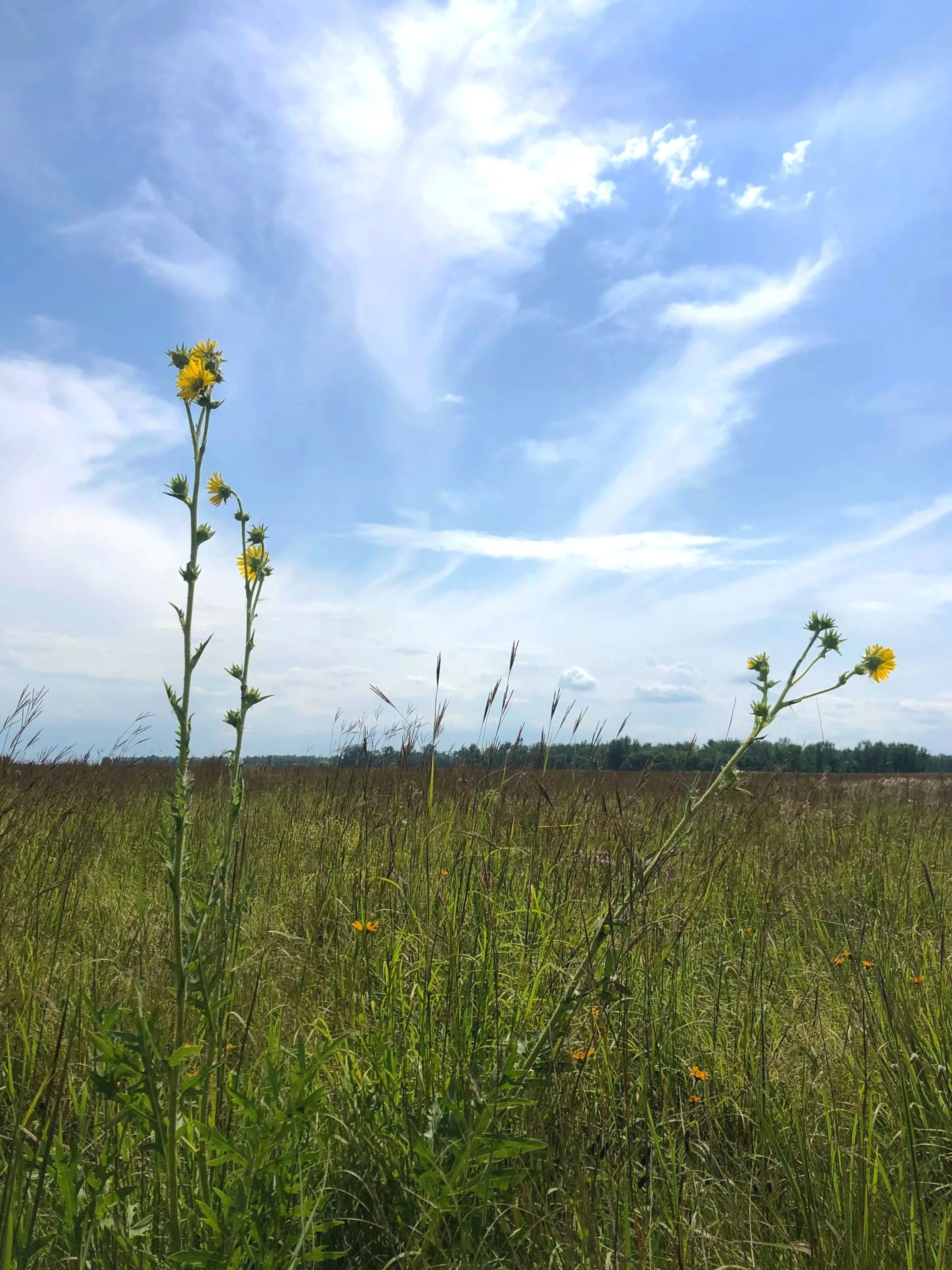 Compass Plant in a native prairie planting