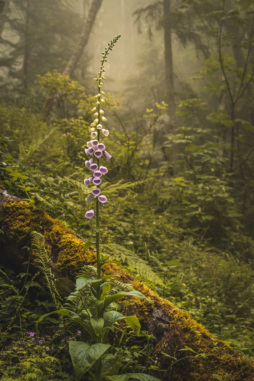 Wildflowers / Botanical