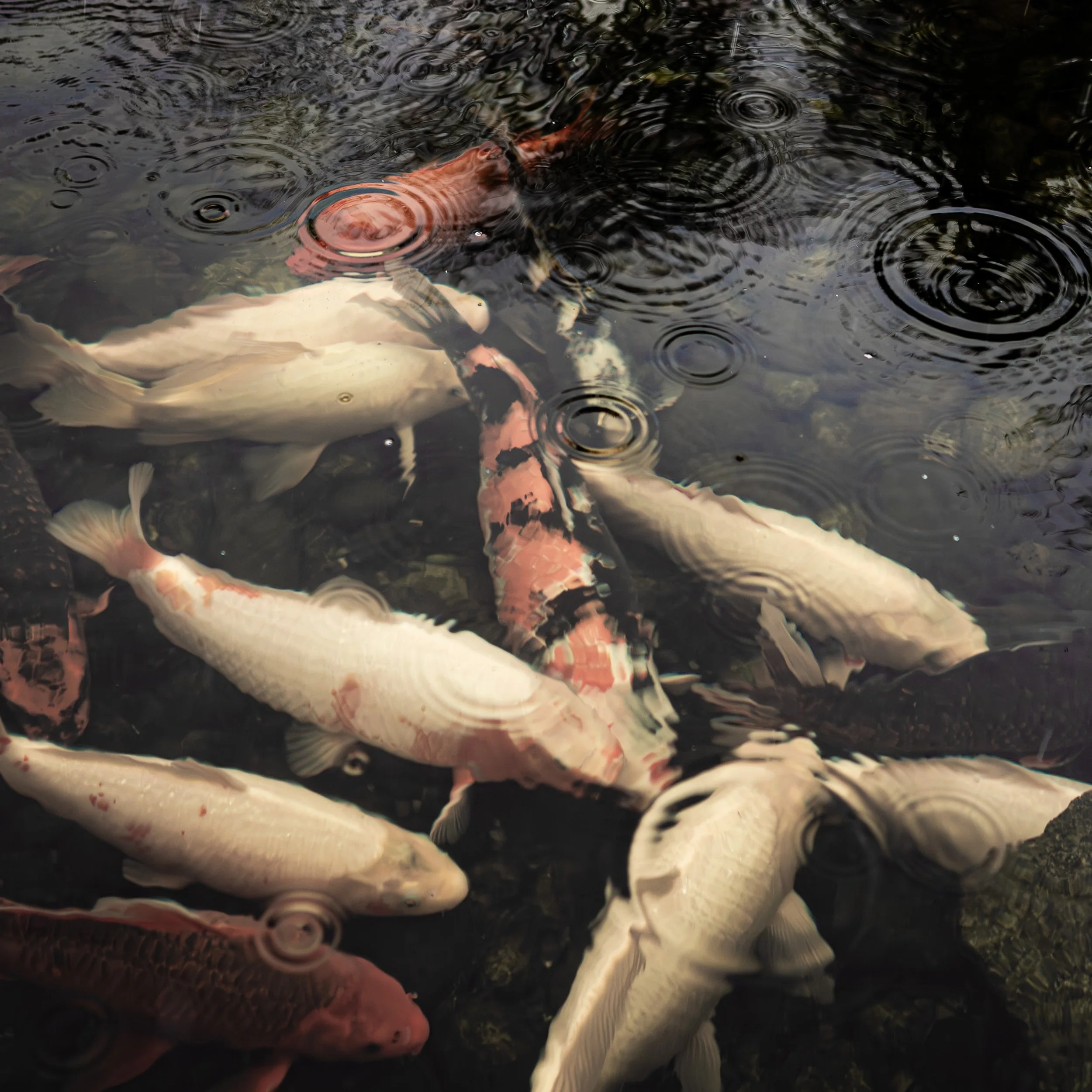 Rainy Koi.jpg