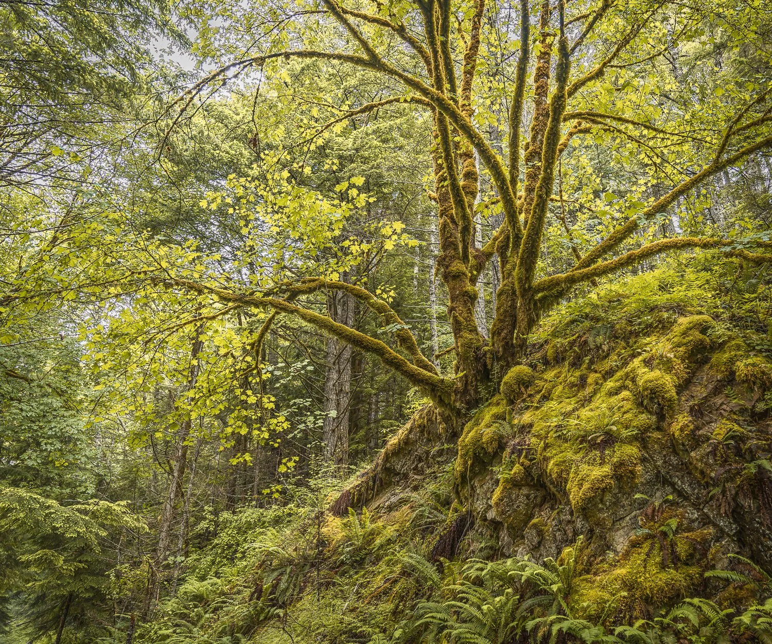 Golden Green Ratio.jpg