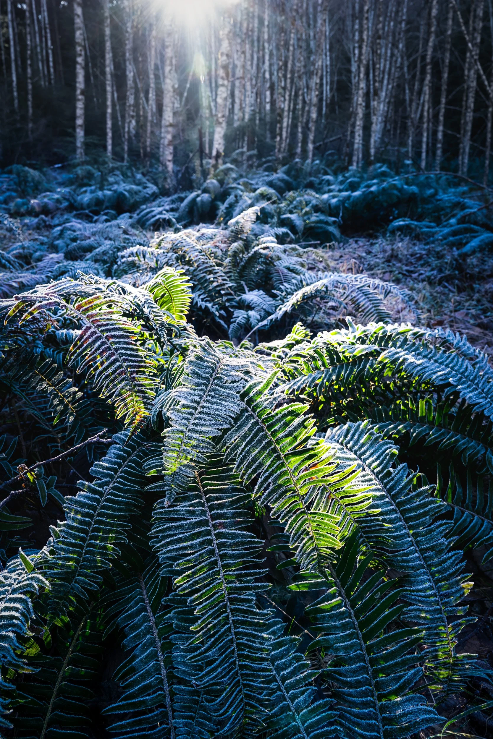 Olympic National Forest - Fern Frost.jpg