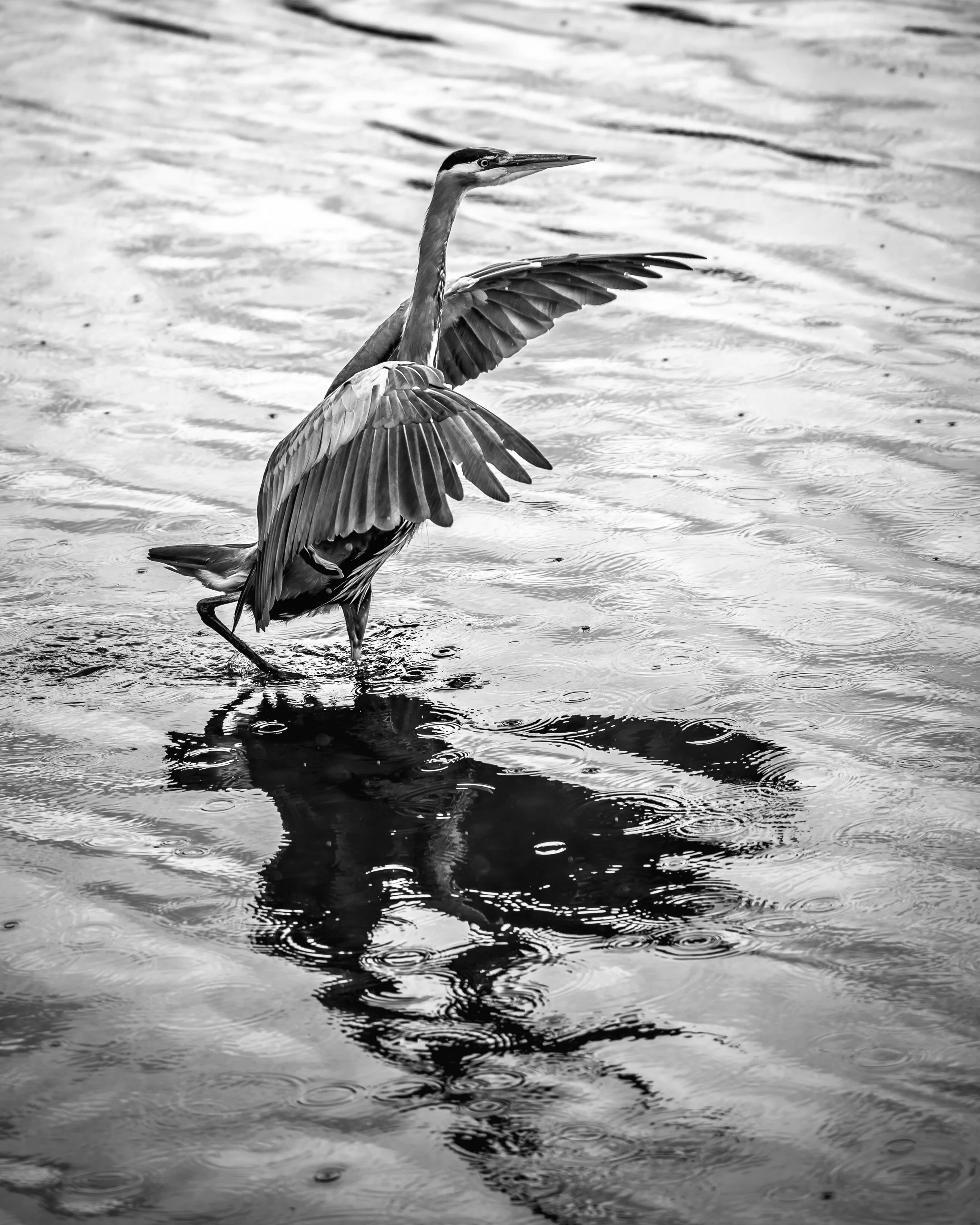 Poulsbo WA Heron.jpg