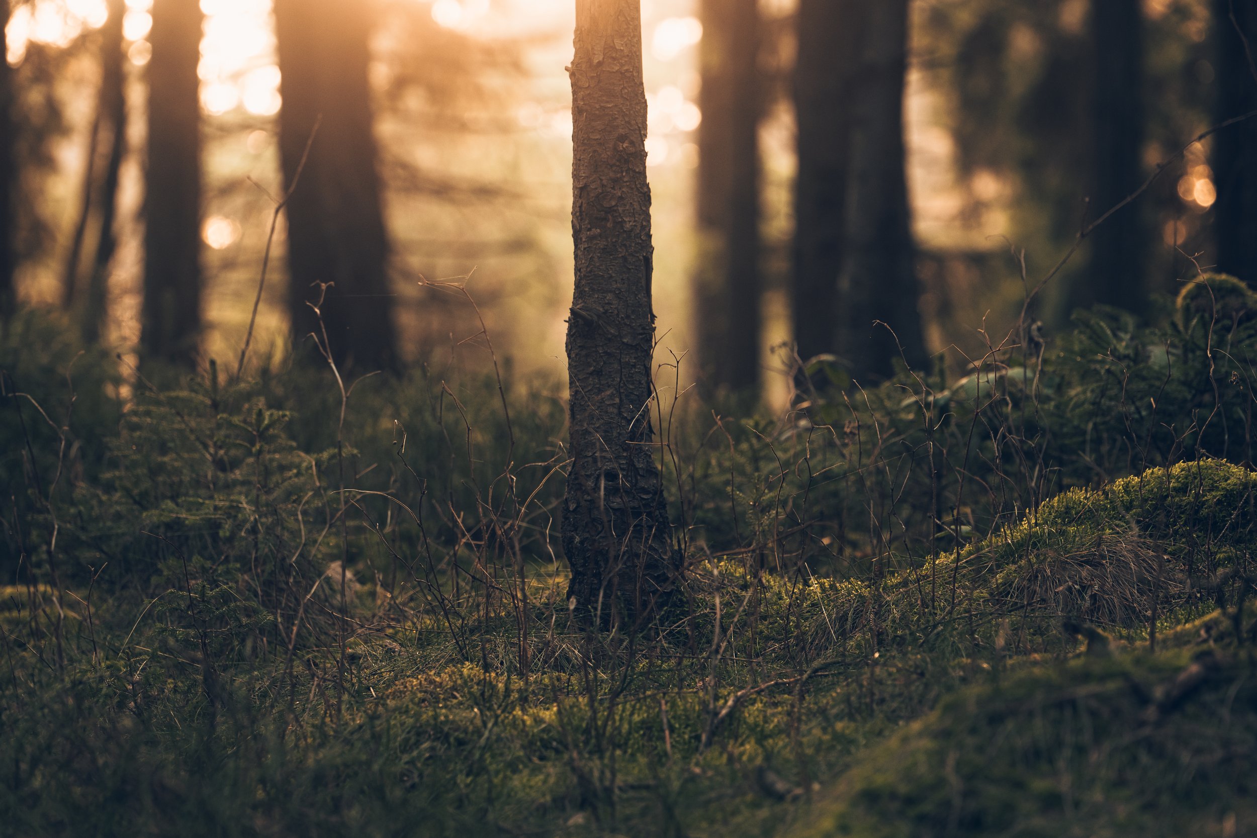 Ein Wald bei Sonnenuntergang mit Sonnenlicht, das zwischen den Bäumen hindurchscheint und moosbedecktem Boden.