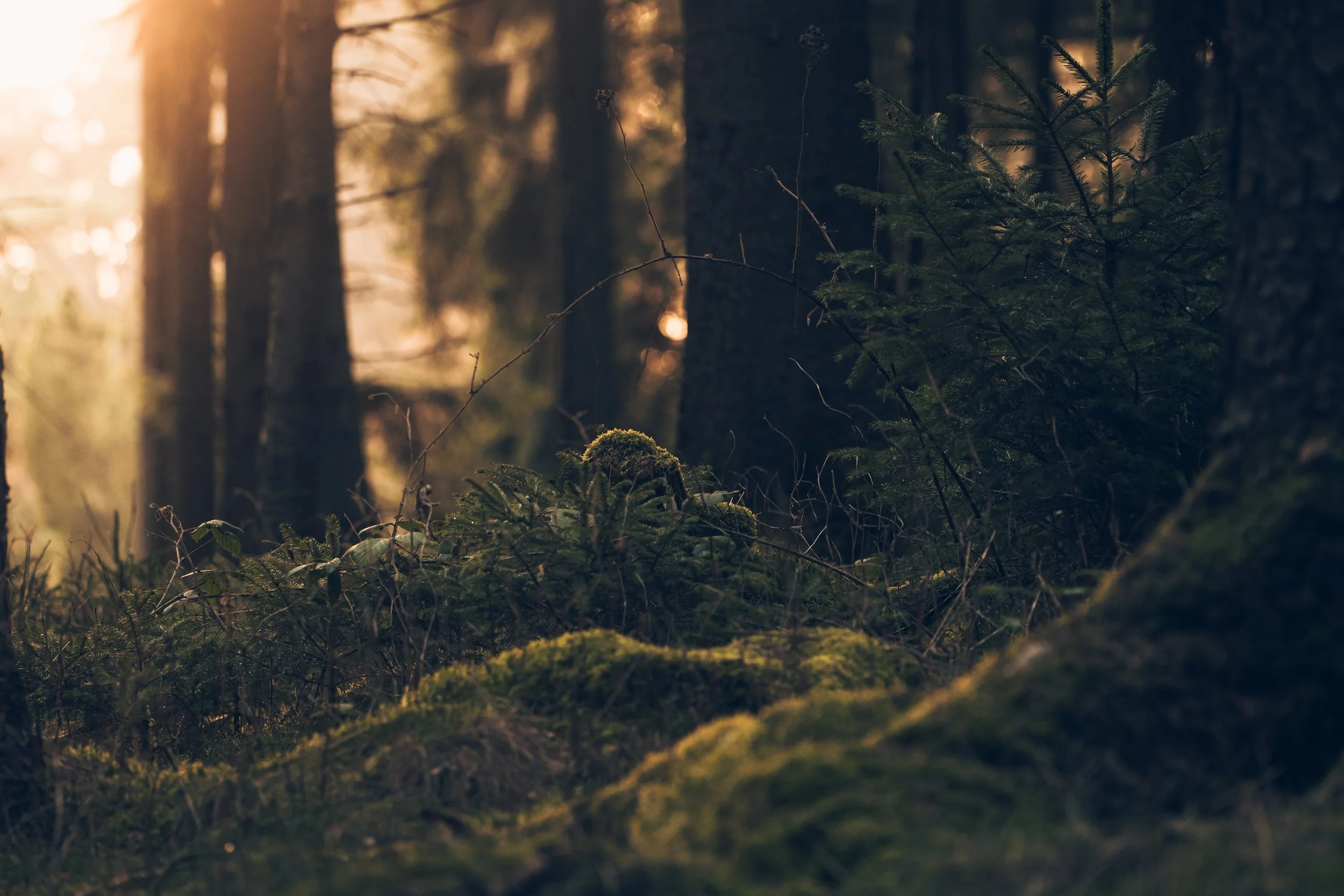 Ein Sonnenuntergang in einem dichten, grünen Wald mit Moosbedecktem Boden und Bäumen im Hintergrund.