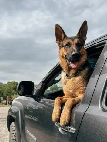 A dog with upright ears and a friendly expression leans out of a car window on a cloudy day.