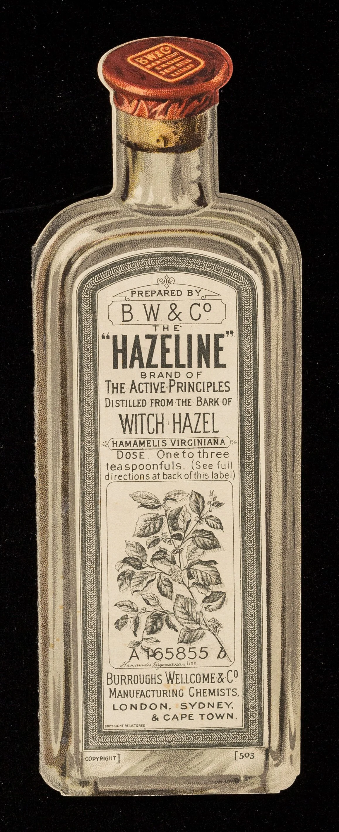 Vintage medicine bottle label for Hazelina, a product of B.W. & Co, containing witch hazel, recommended dose one to three teaspoonfuls, with illustration of a witch hazel plant.