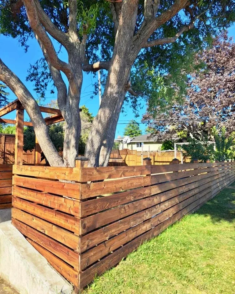 A large tree with a thick trunk surrounded by a wooden fence in a backyard, with a blue sky and neighboring houses visible.