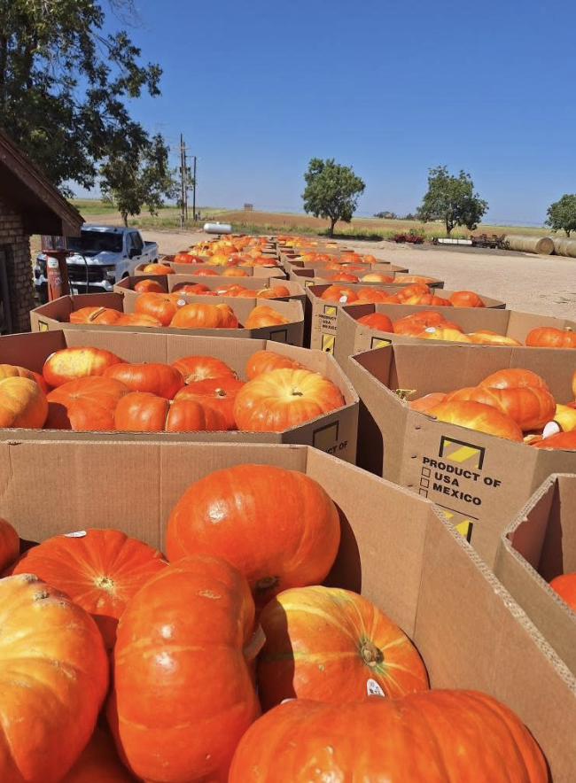 A large outdoor display of pumpkins in cardboard boxes on a farm or market, with some trees, hay bales, and blue sky in the background.