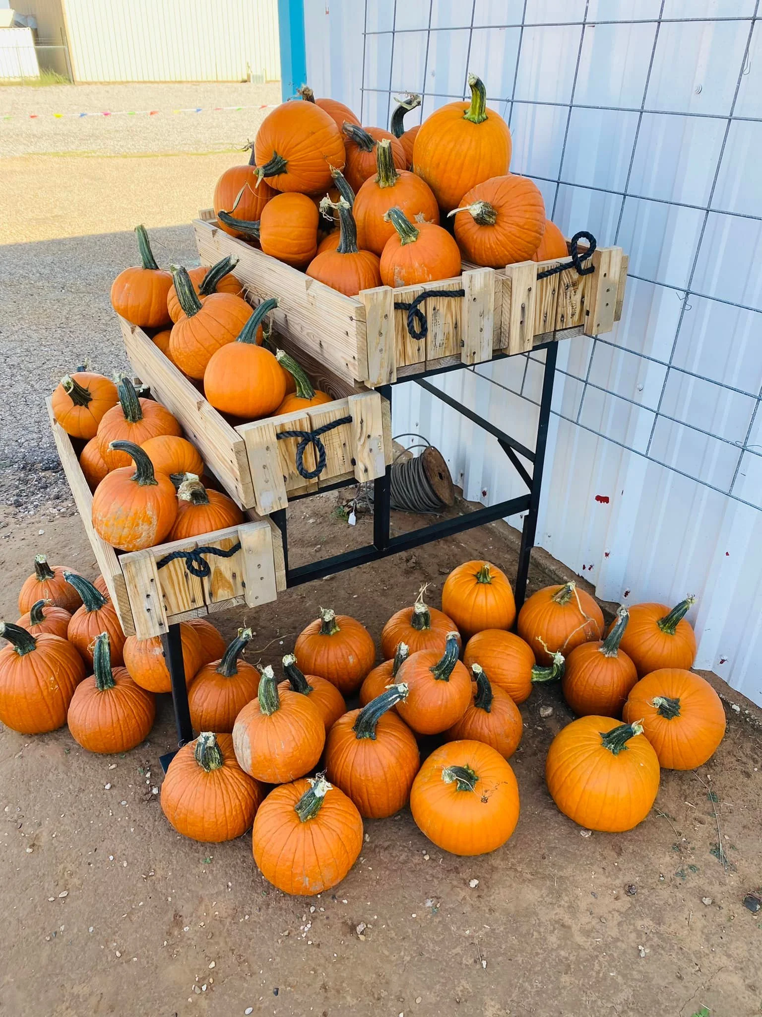 Displays a variety of pumpkins, with some on the ground and others in wooden crates on a black metal table, set outdoors next to a white metal building.