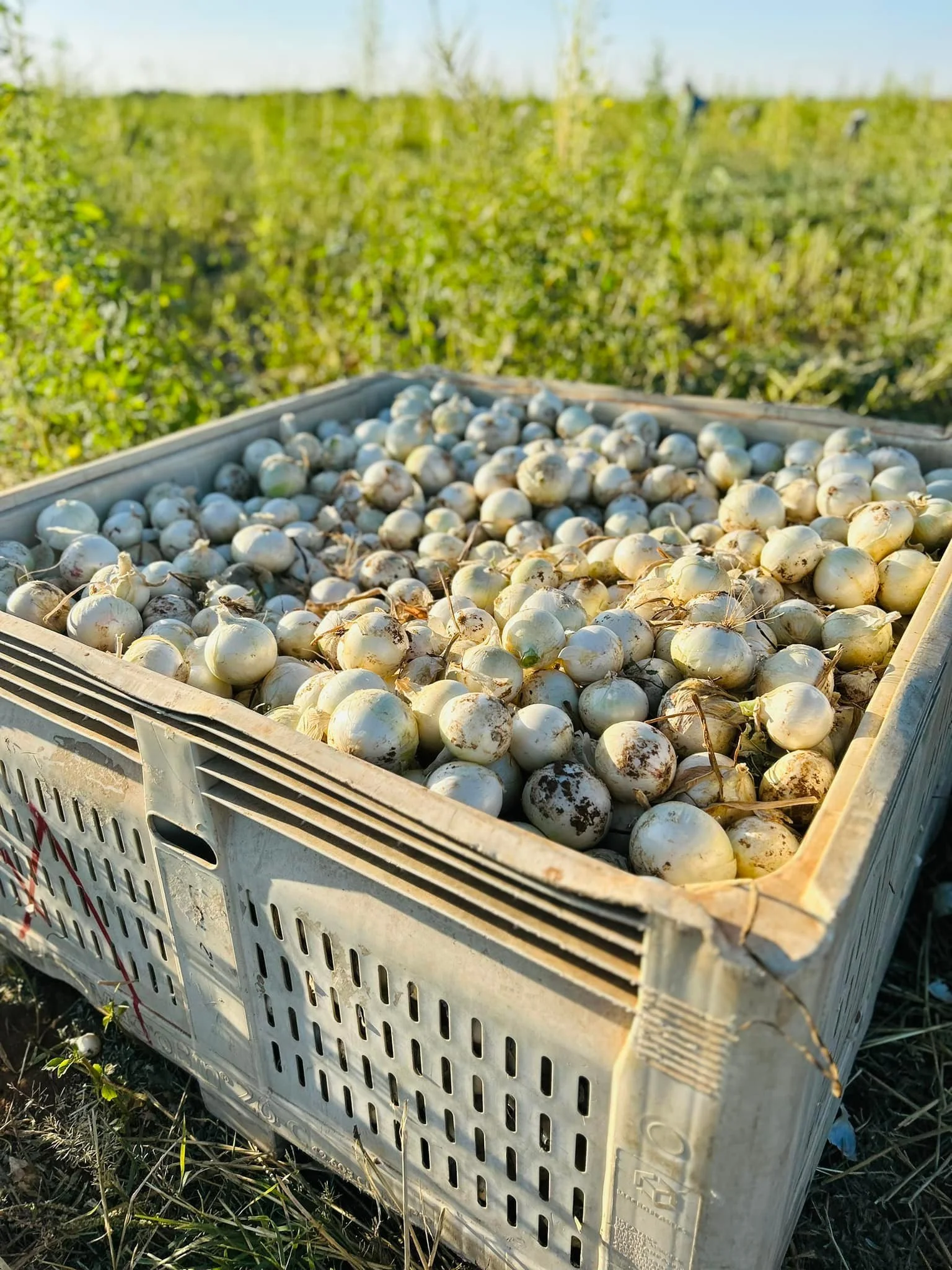 A crate filled with freshly picked white onions on a farm field with green plants in the background.