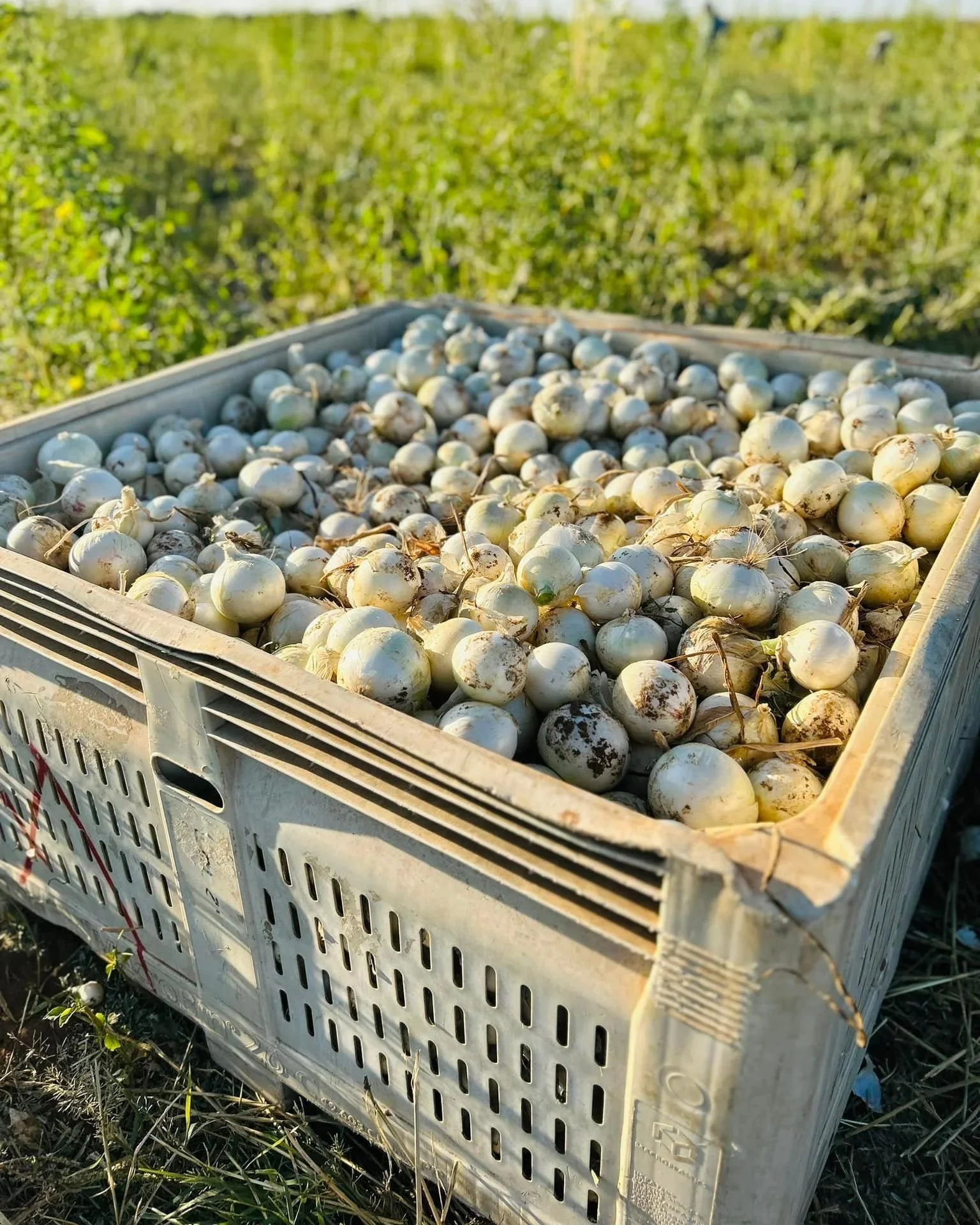 Crate of freshly harvested onions in a field.