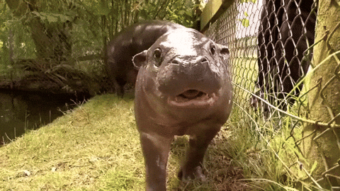Gemini Hippo