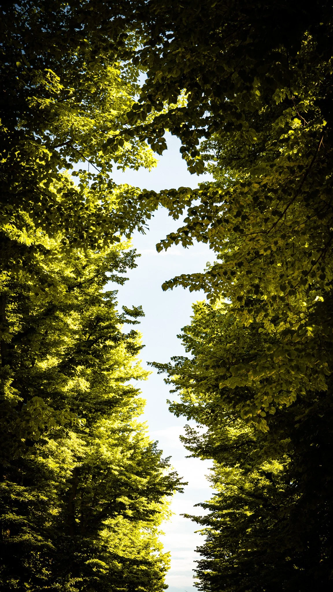 DSC06210-2.jpg