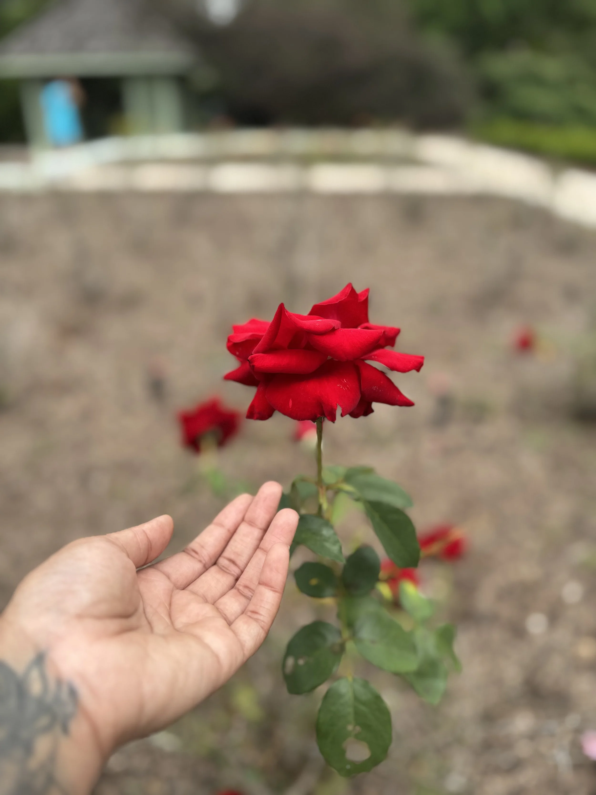 Exposing the Heart