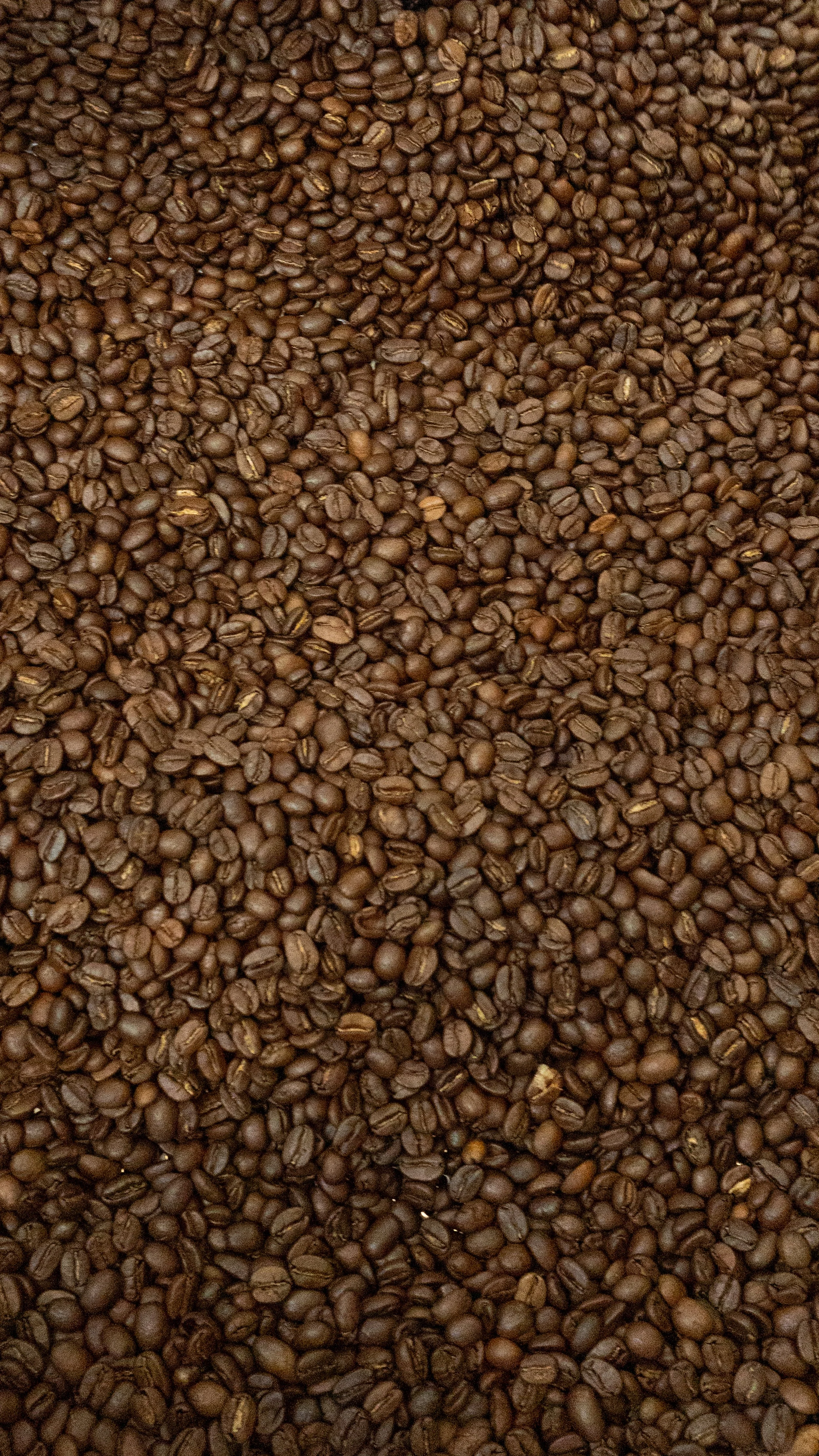 City Bean Roasters Roasted Coffee Beans.jpg