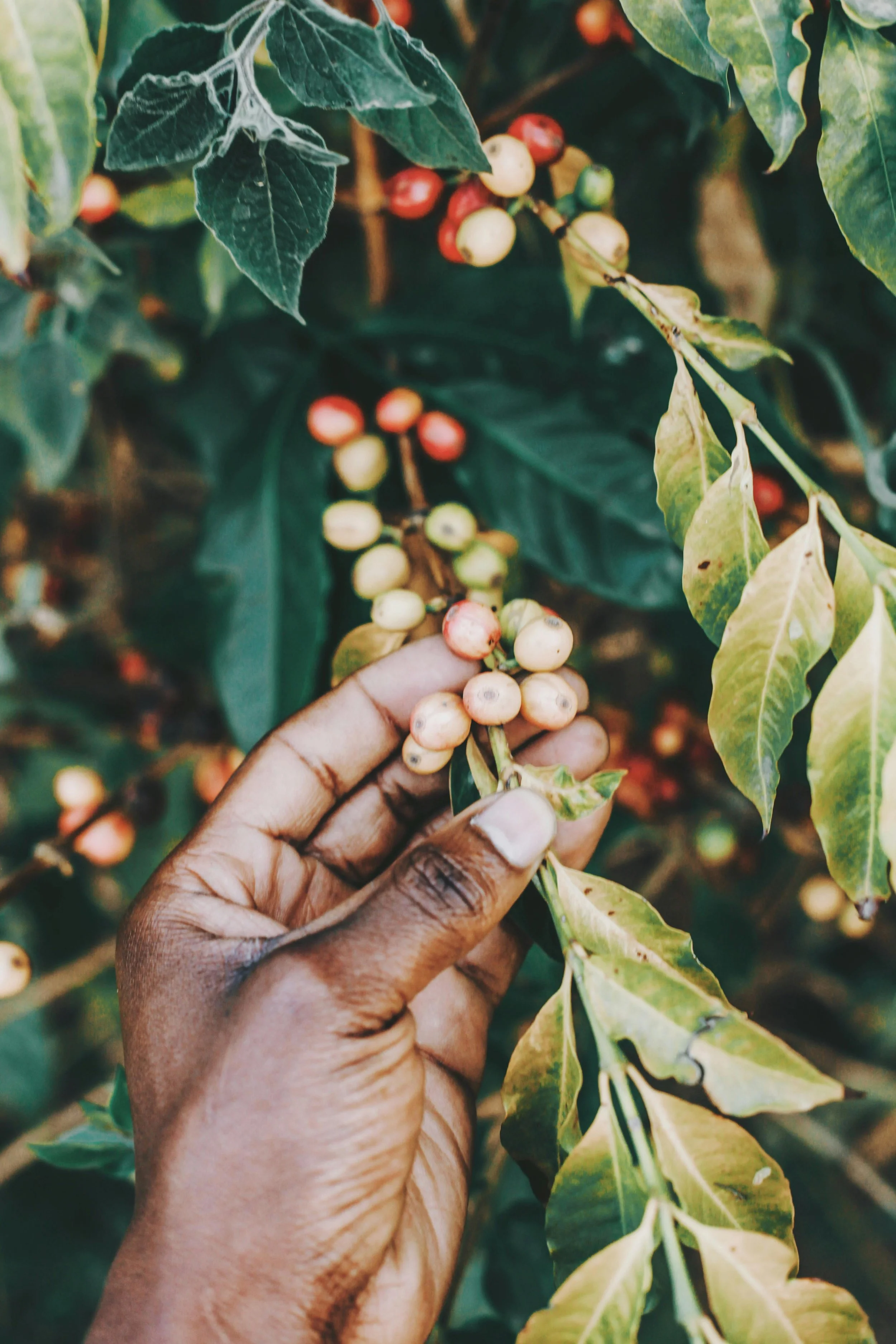 Coffee plant.