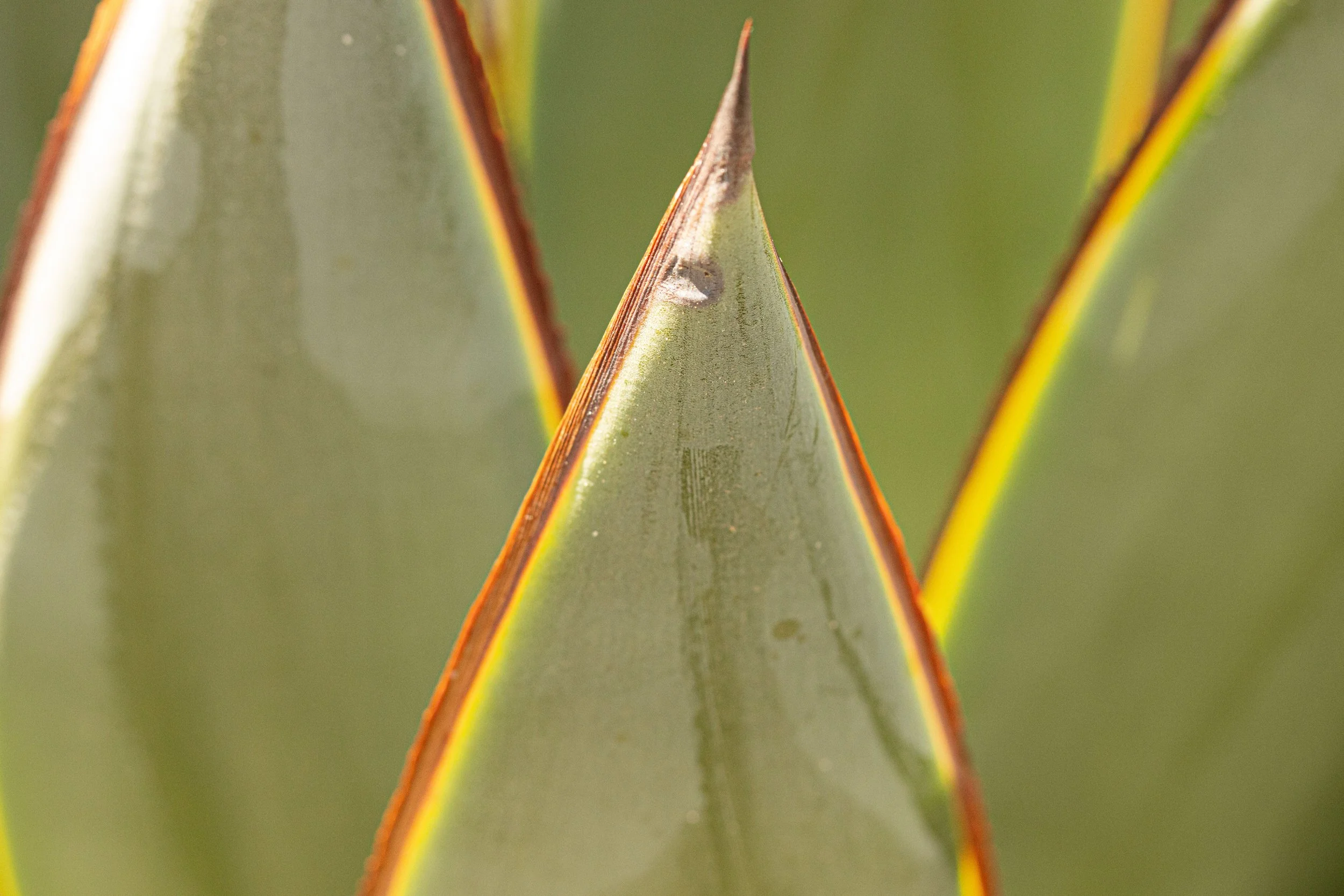 Close-up of the pointed tips of succulent plant leaves with green surface and reddish-brown edges.