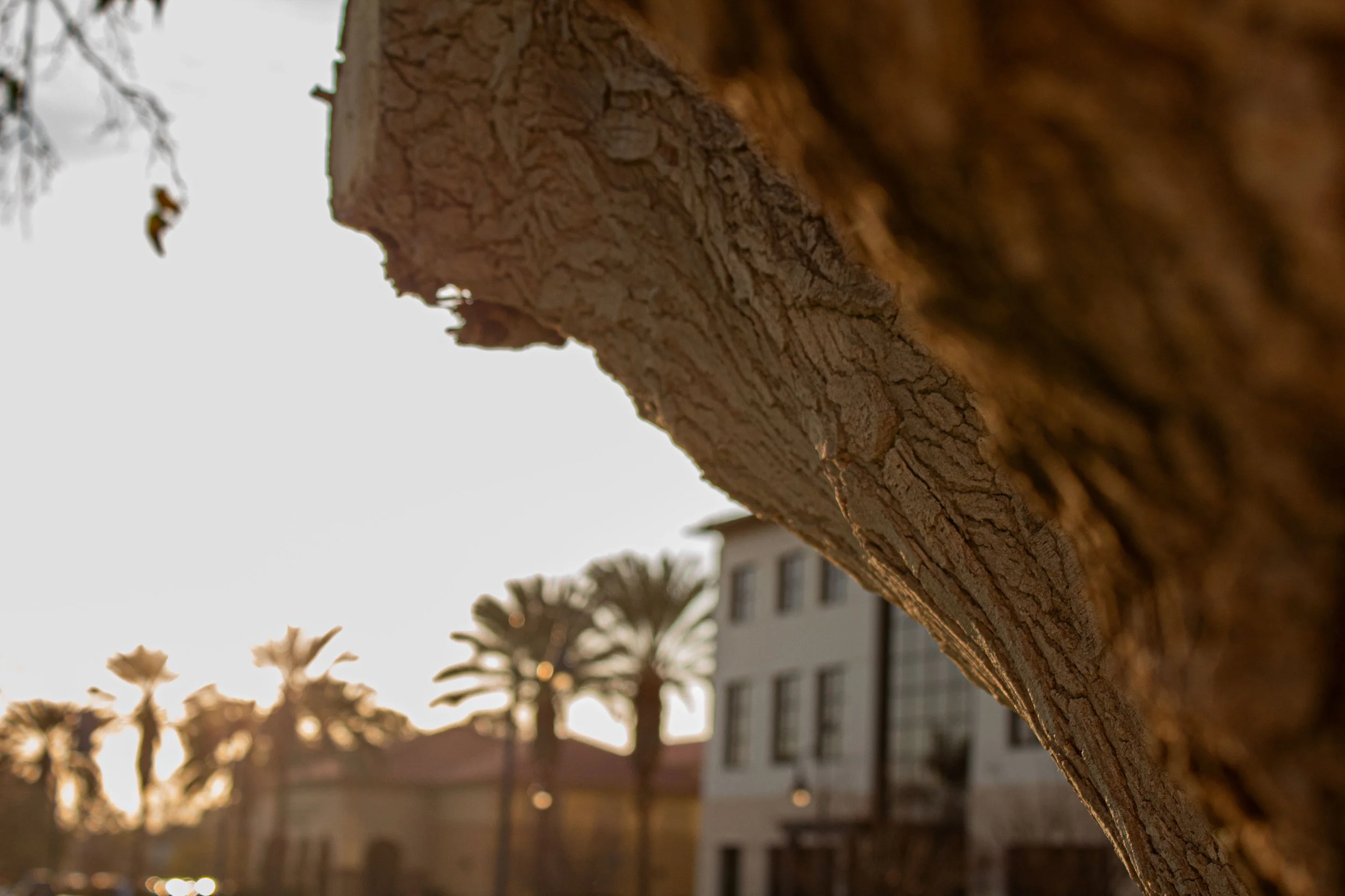 Close-up of the textured bark of a tree with a blurred background of buildings and palm trees during sunset.