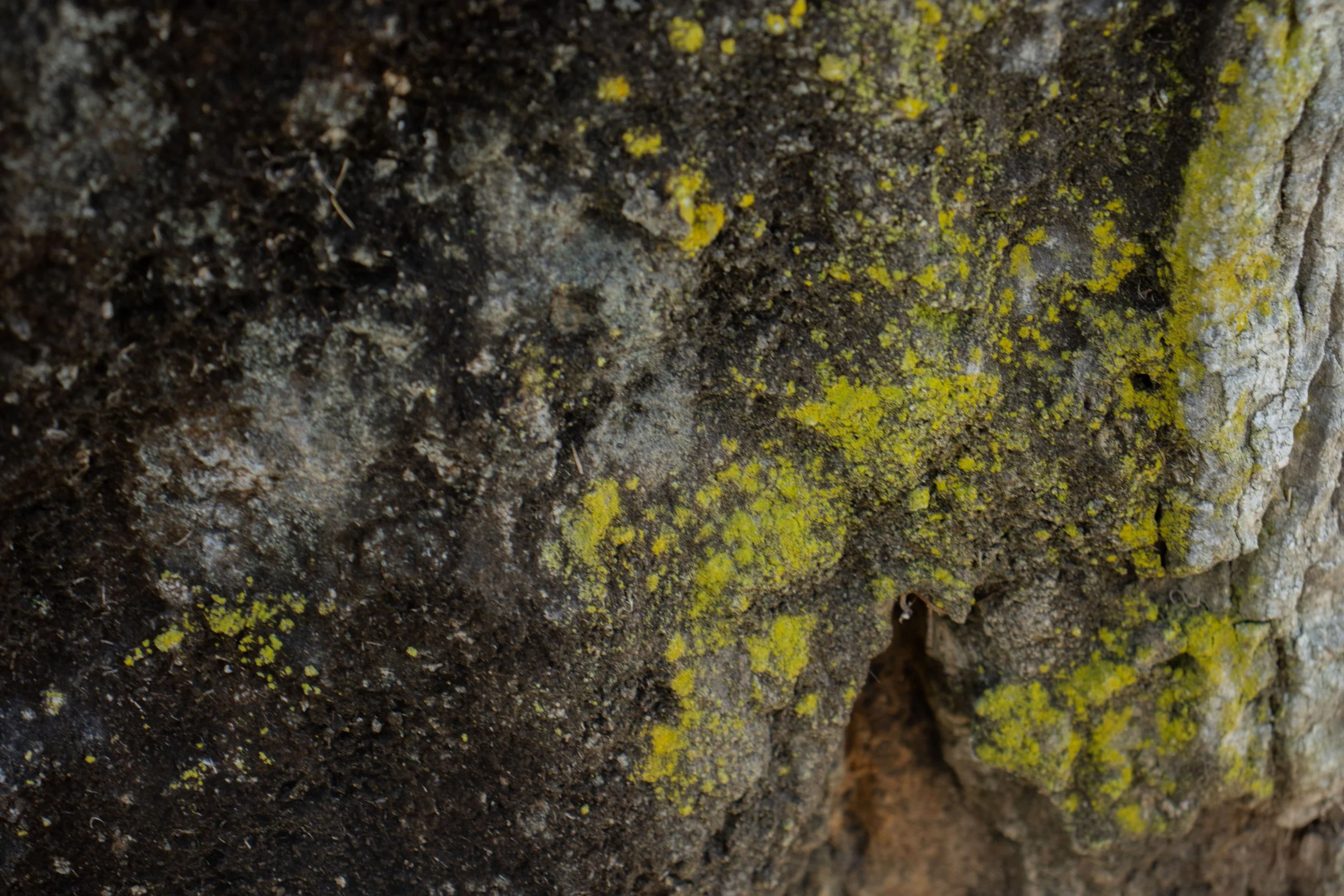 Close-up of a rock surface covered with yellow and green lichen.