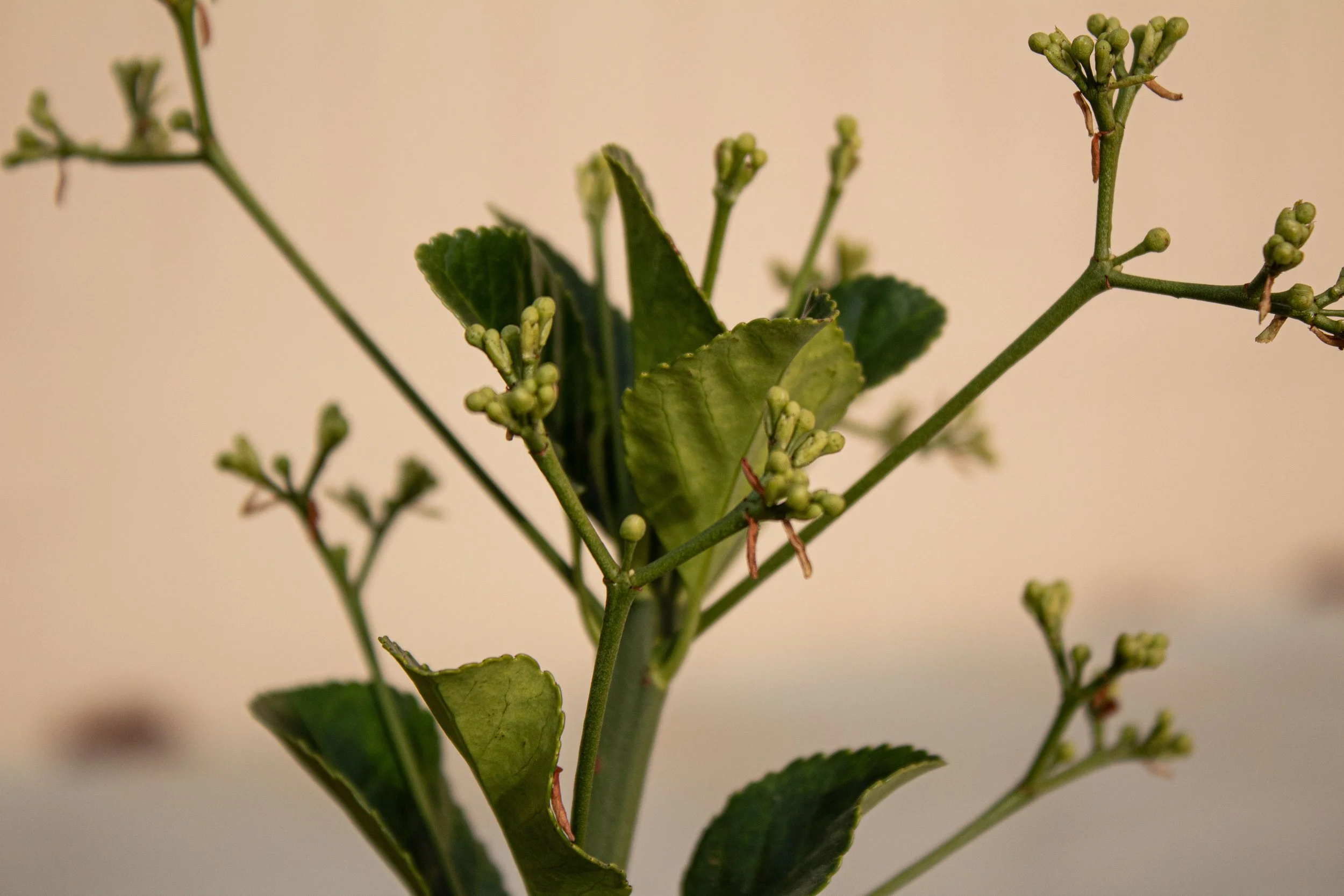Close-up of a green plant with small flower buds and leaves against a beige background.
