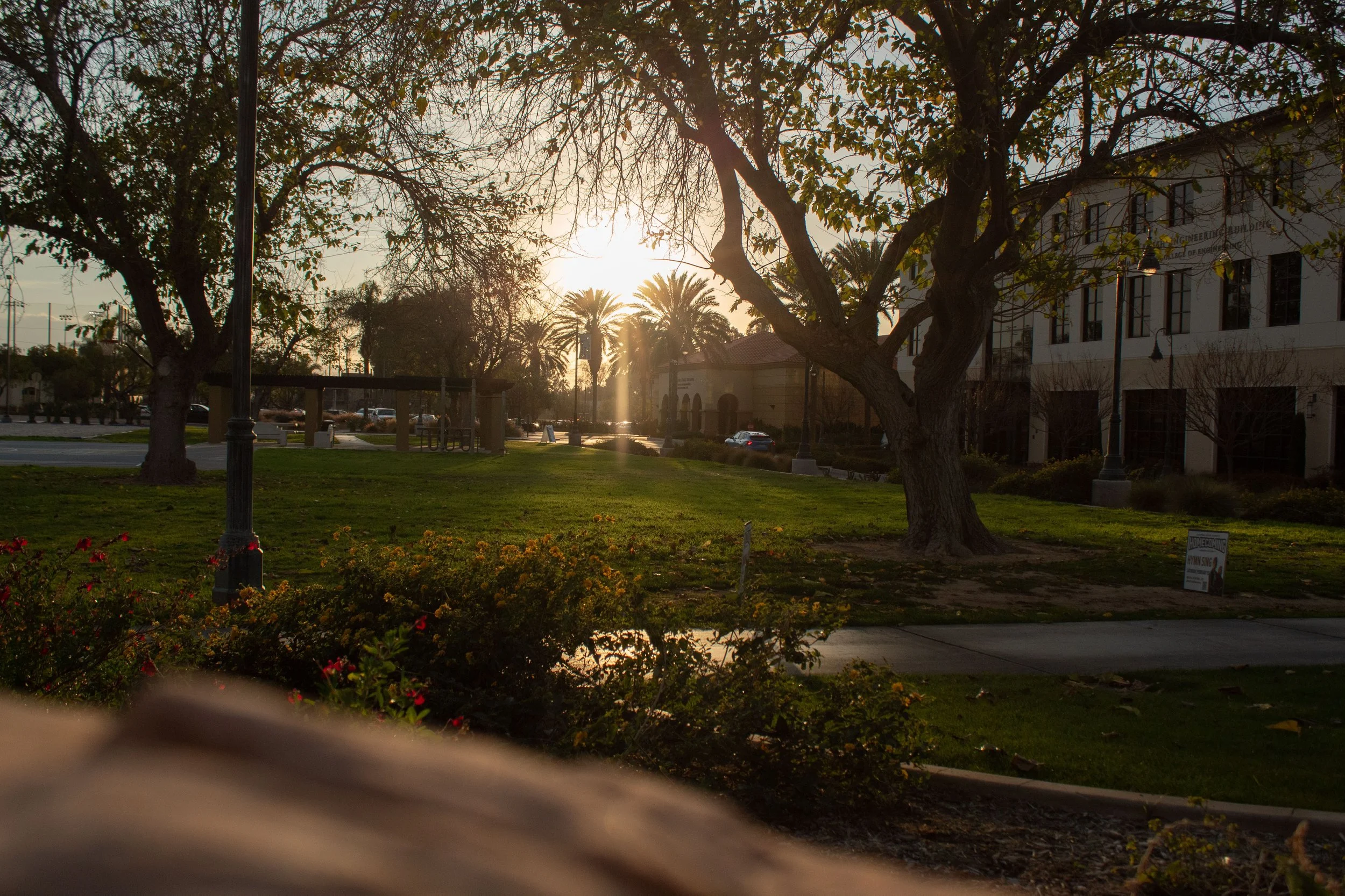 A park with trees, grass, and bushes during sunset, with a building and parked cars in the background.