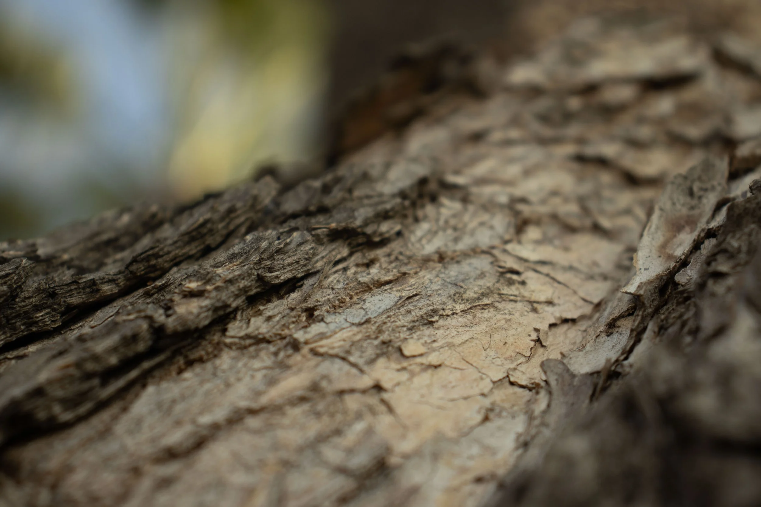 Close-up of tree bark with rough, textured surface and cracks.