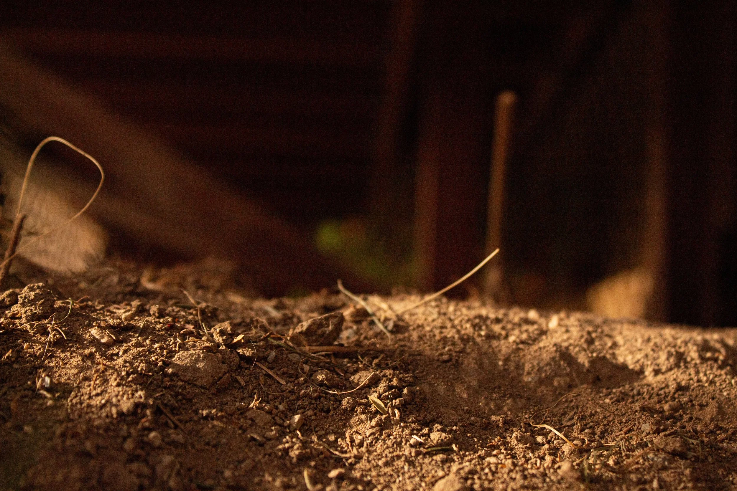 Close-up view of dry, loose soil with small rocks and plant debris, captured in low light.