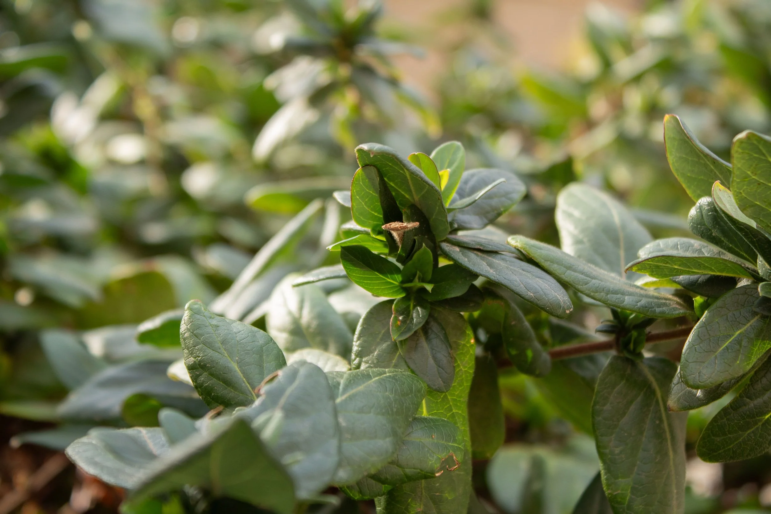 Close-up of green leaves on a plant, with some small fuzzy insects resting on the leaves.