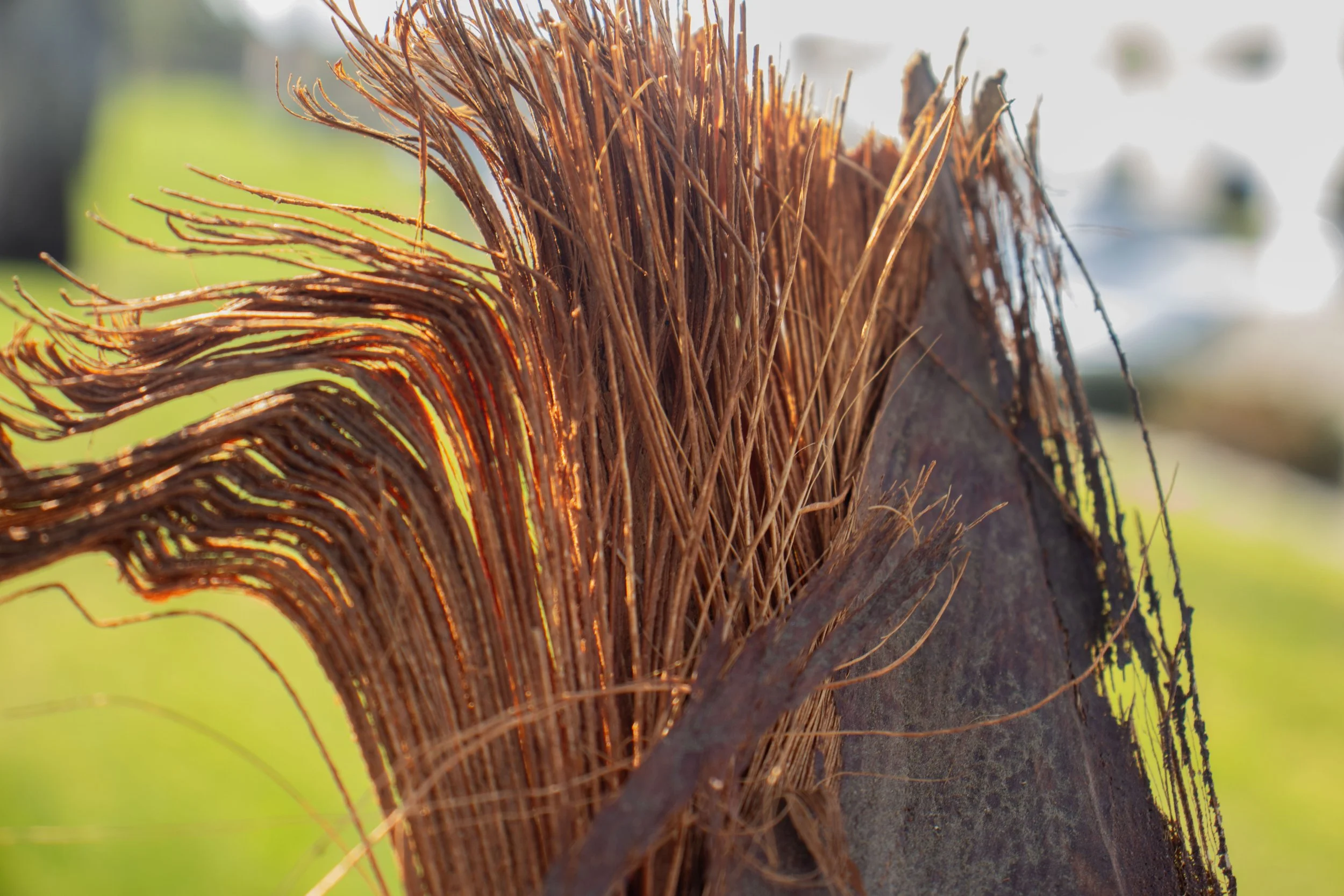 Close-up of a coconut husk with brown fibrous strands.