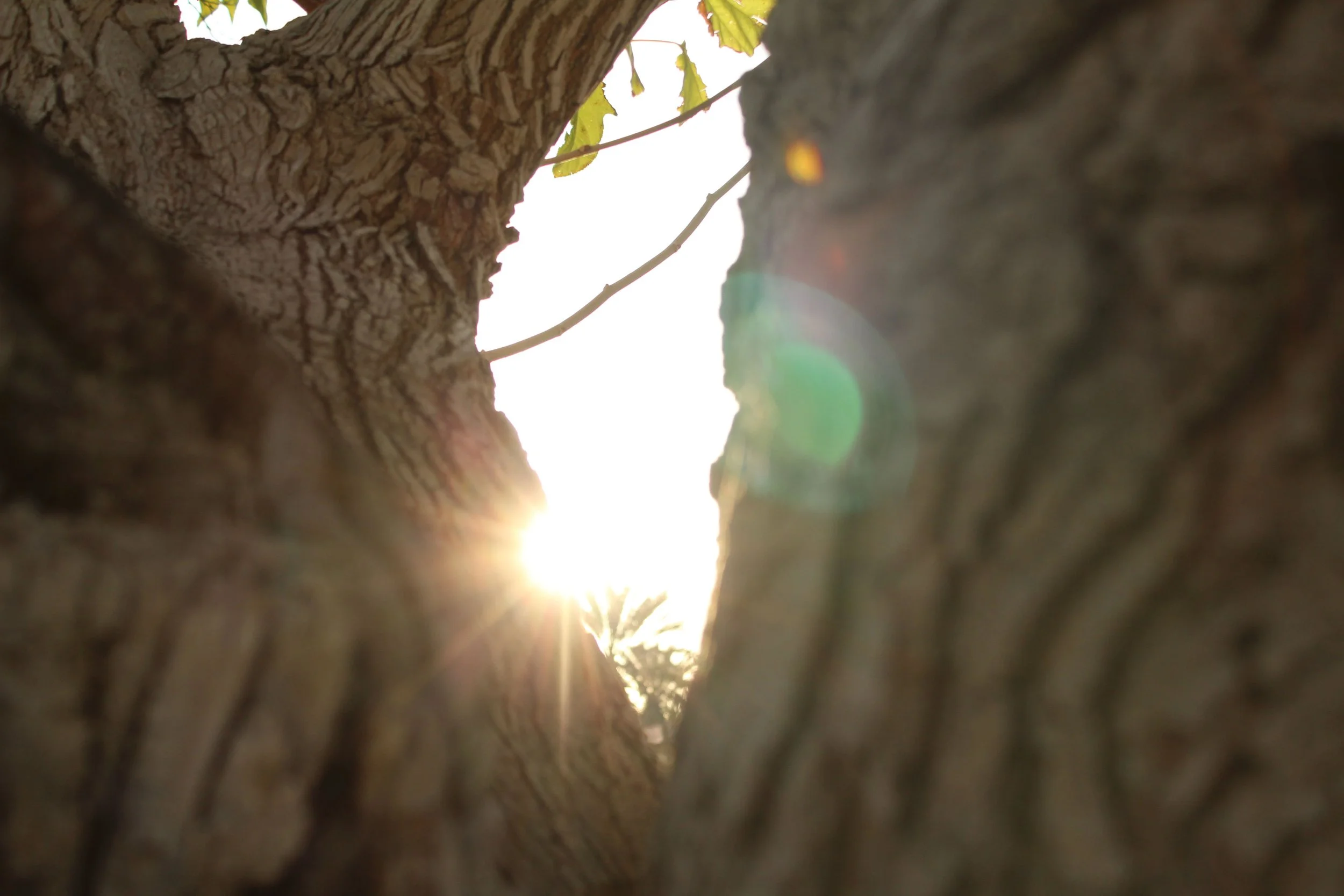 Sunlight shining through the gap between two tree trunks