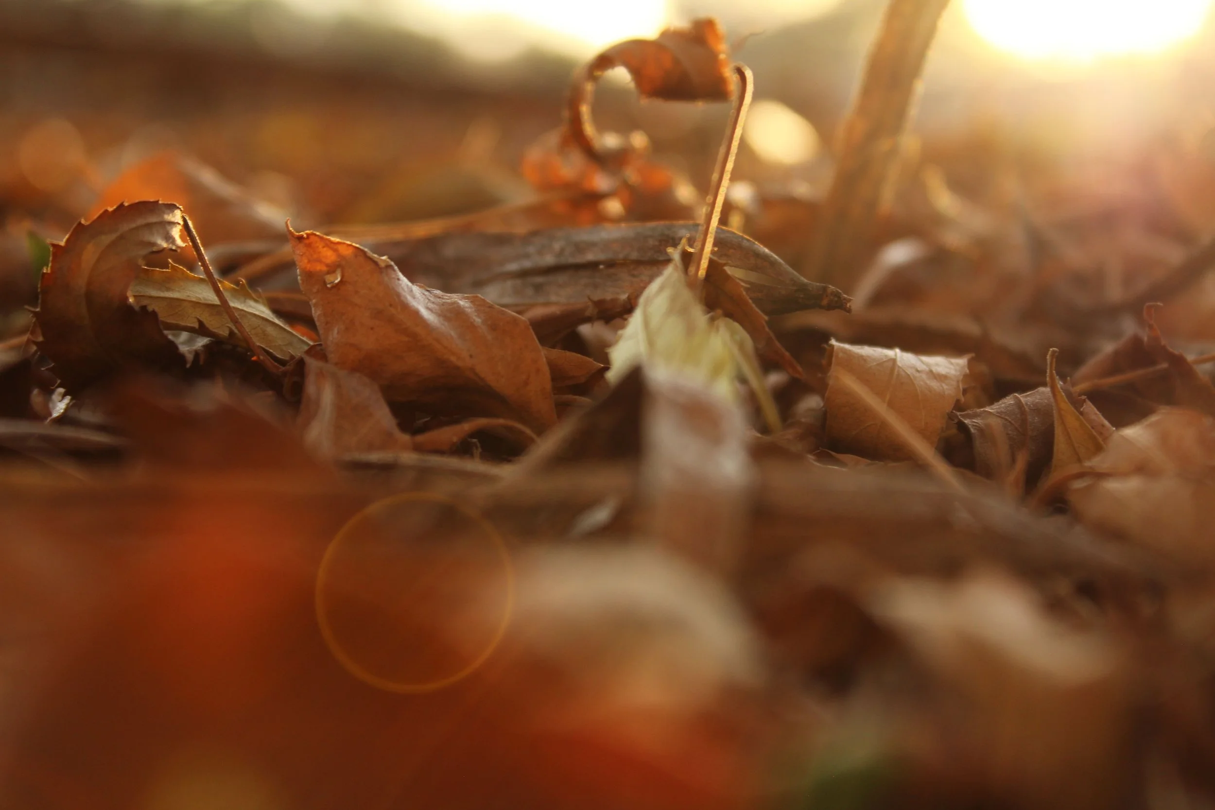 Close-up of fallen autumn leaves on the ground with sunlight in the background.