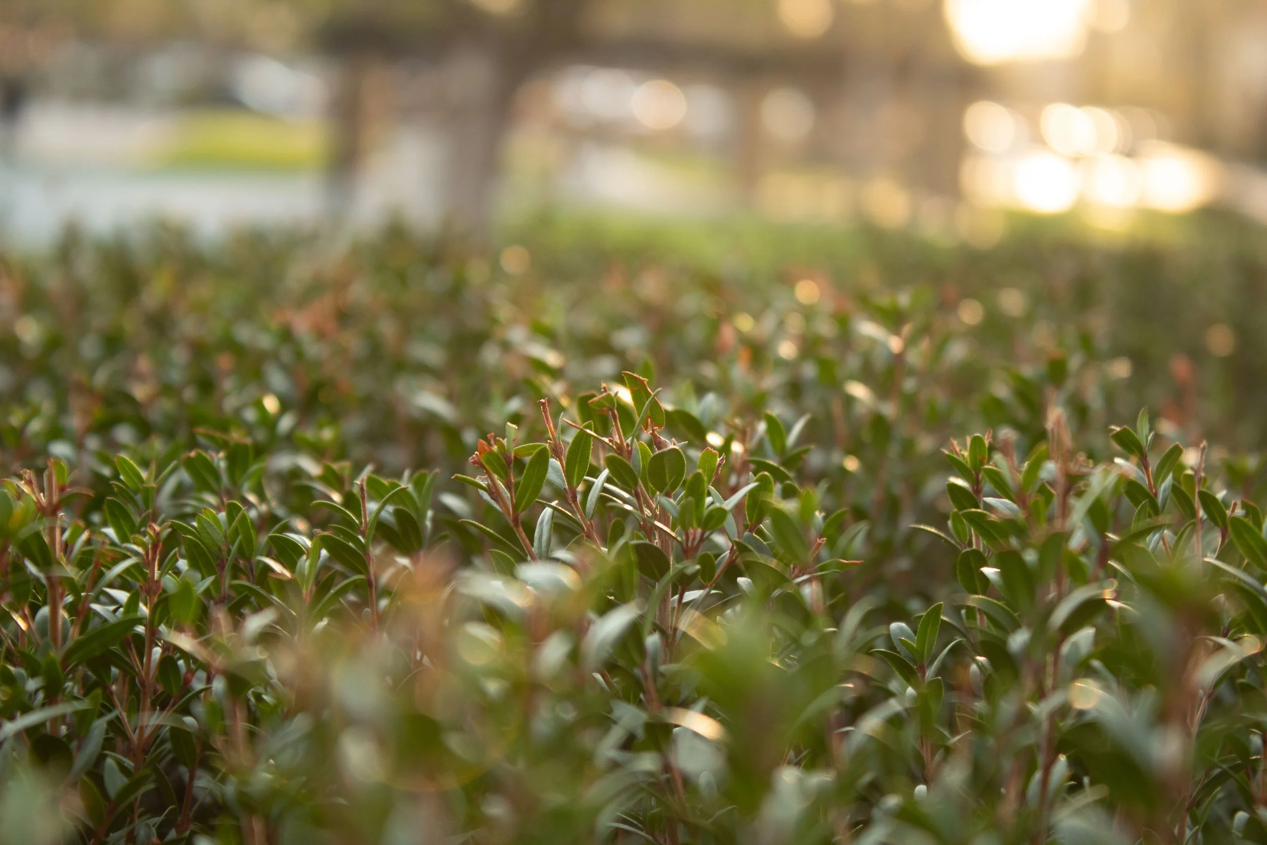 Close-up of green shrubbery with sunlight filtering through trees in the background at sunset.