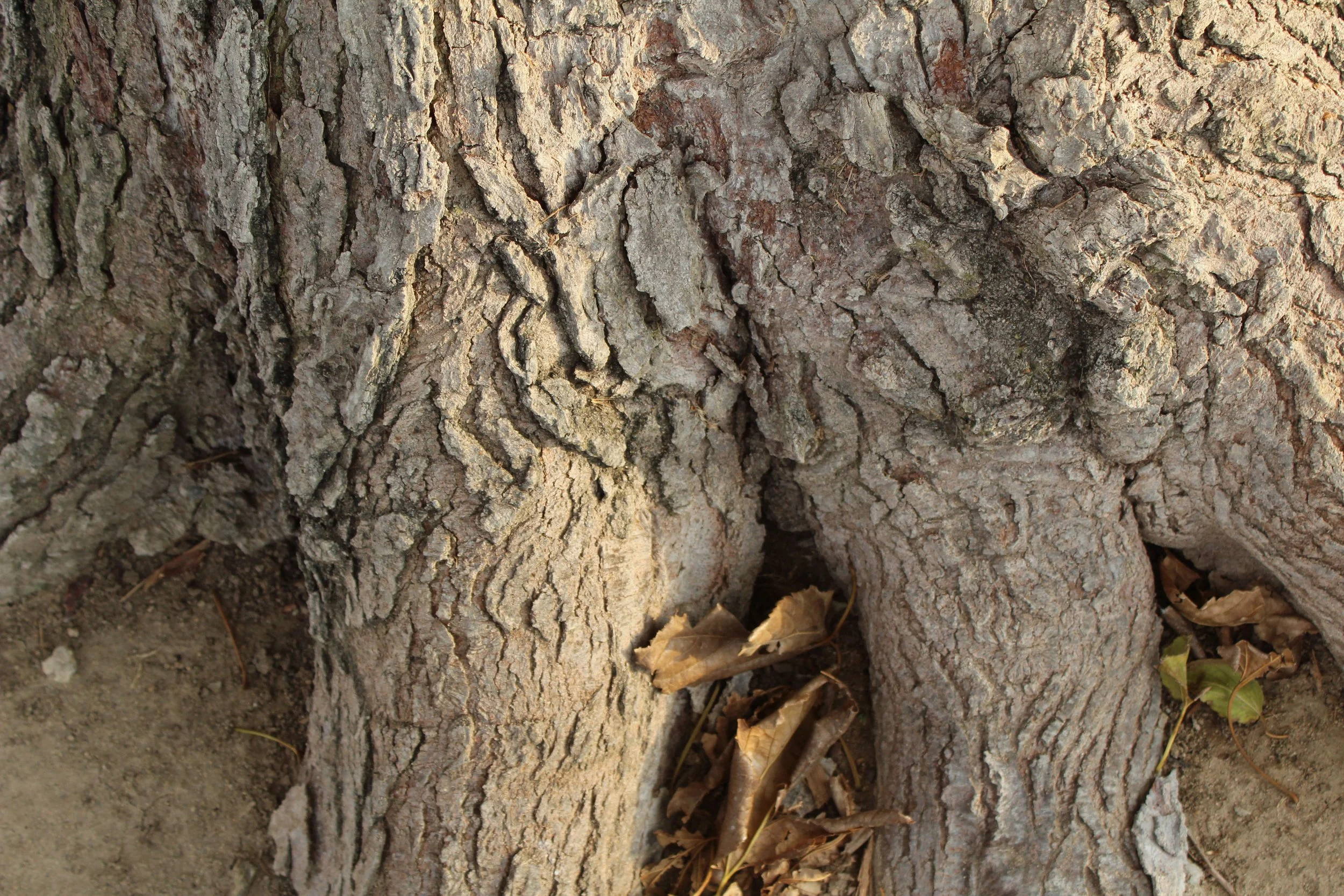 Close-up of the textured bark of a large tree trunk with some fallen dry leaves at the base.