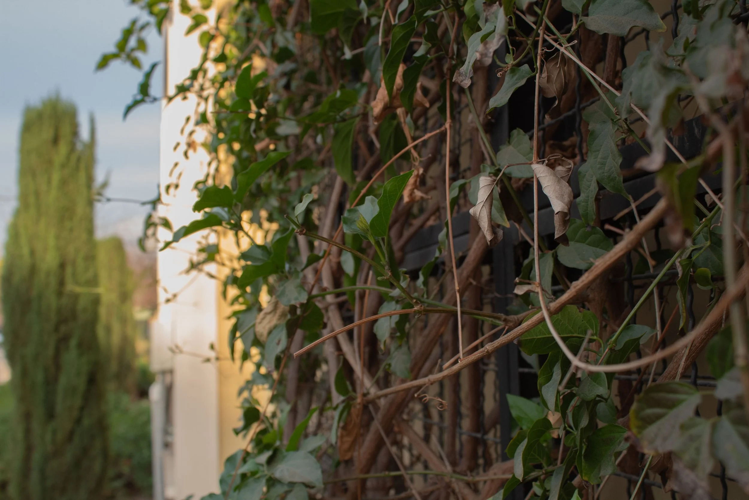 Close-up of ivy climbing on a black metal fence, with some brown and green leaves, and a blurred background of a cactus and trees.