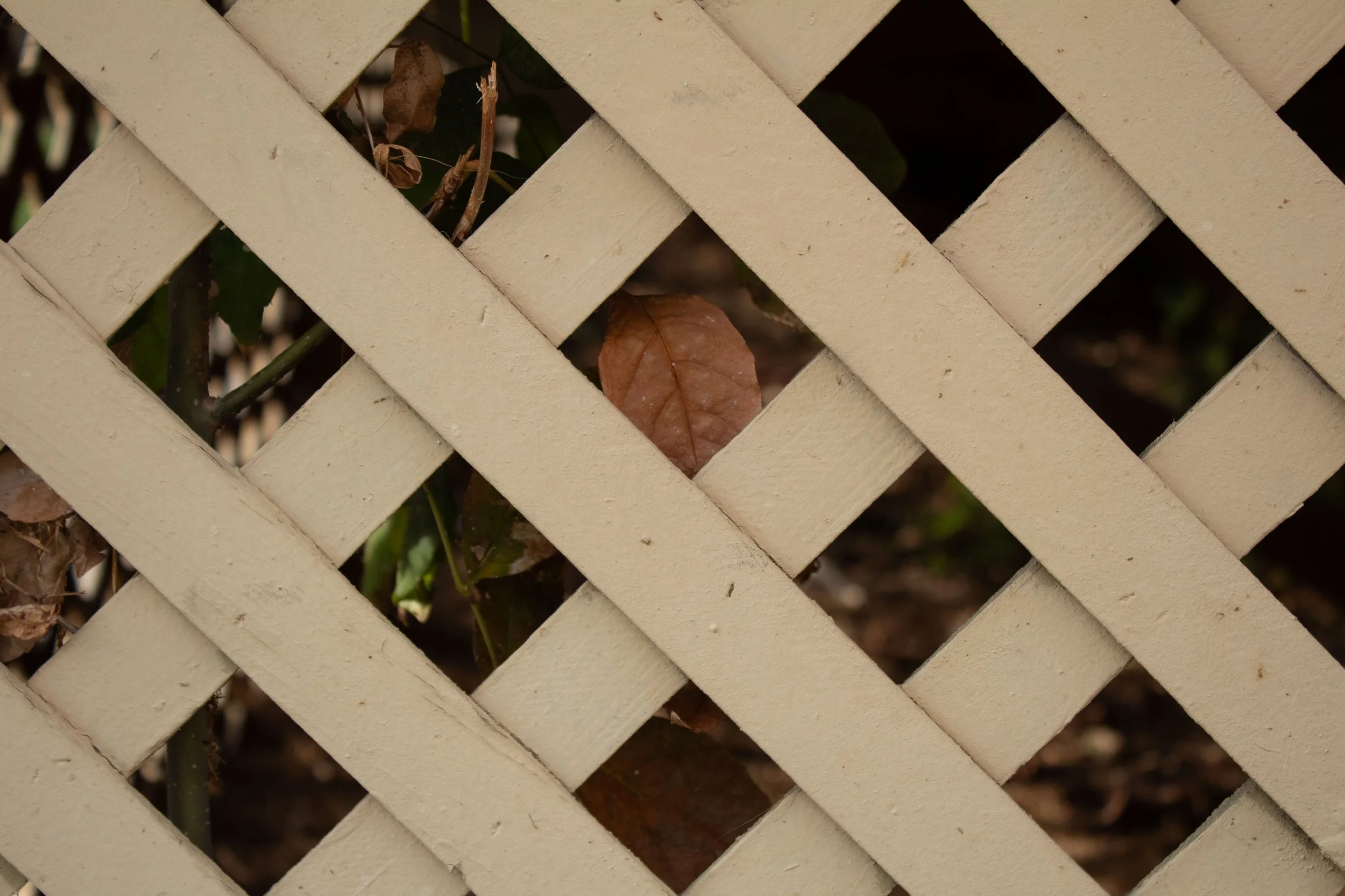 Close-up of a white lattice fence with dried brown leaves and dark green plants behind it.