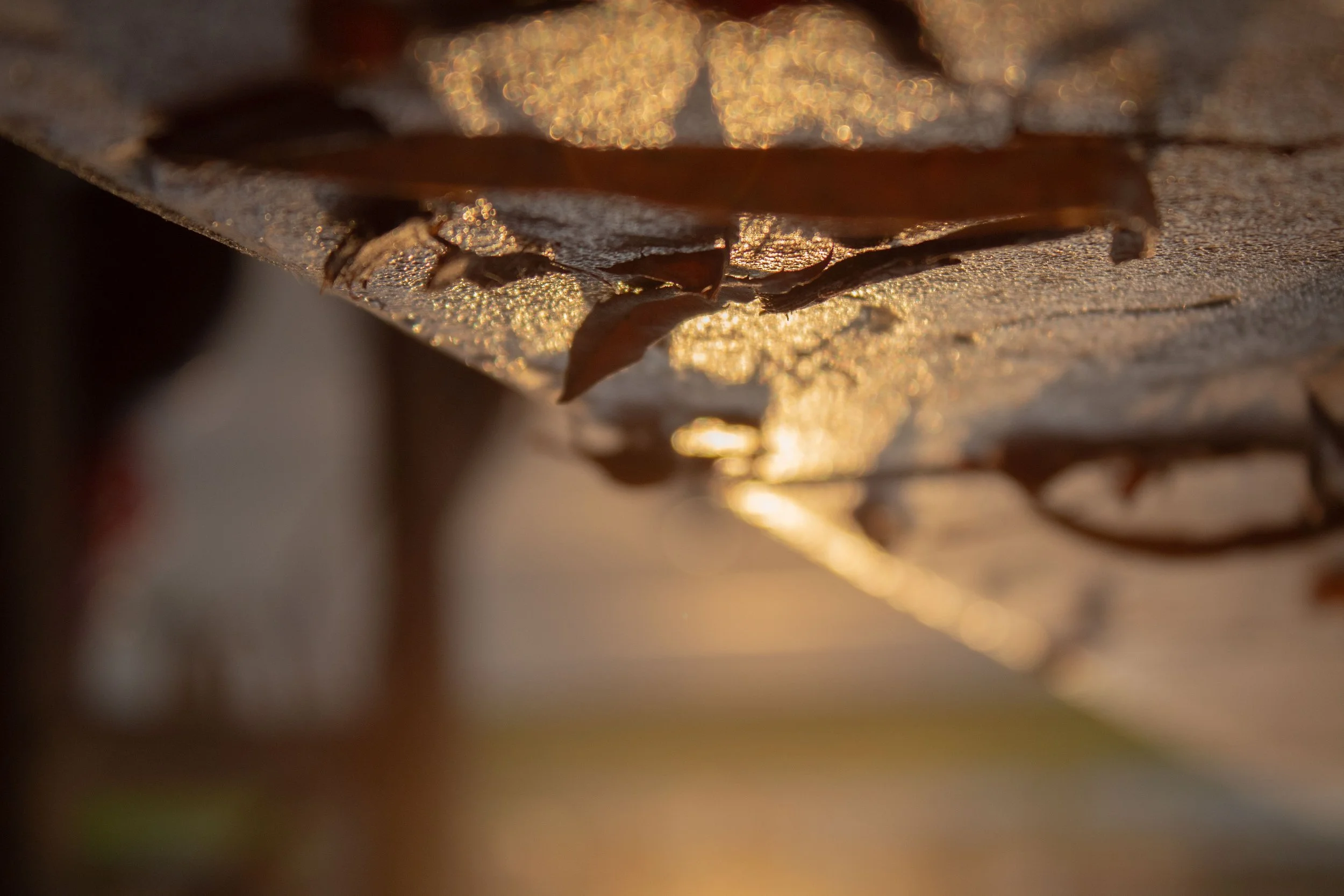 Close-up of wet, fallen leaves on a textured surface, illuminated by warm sunlight.