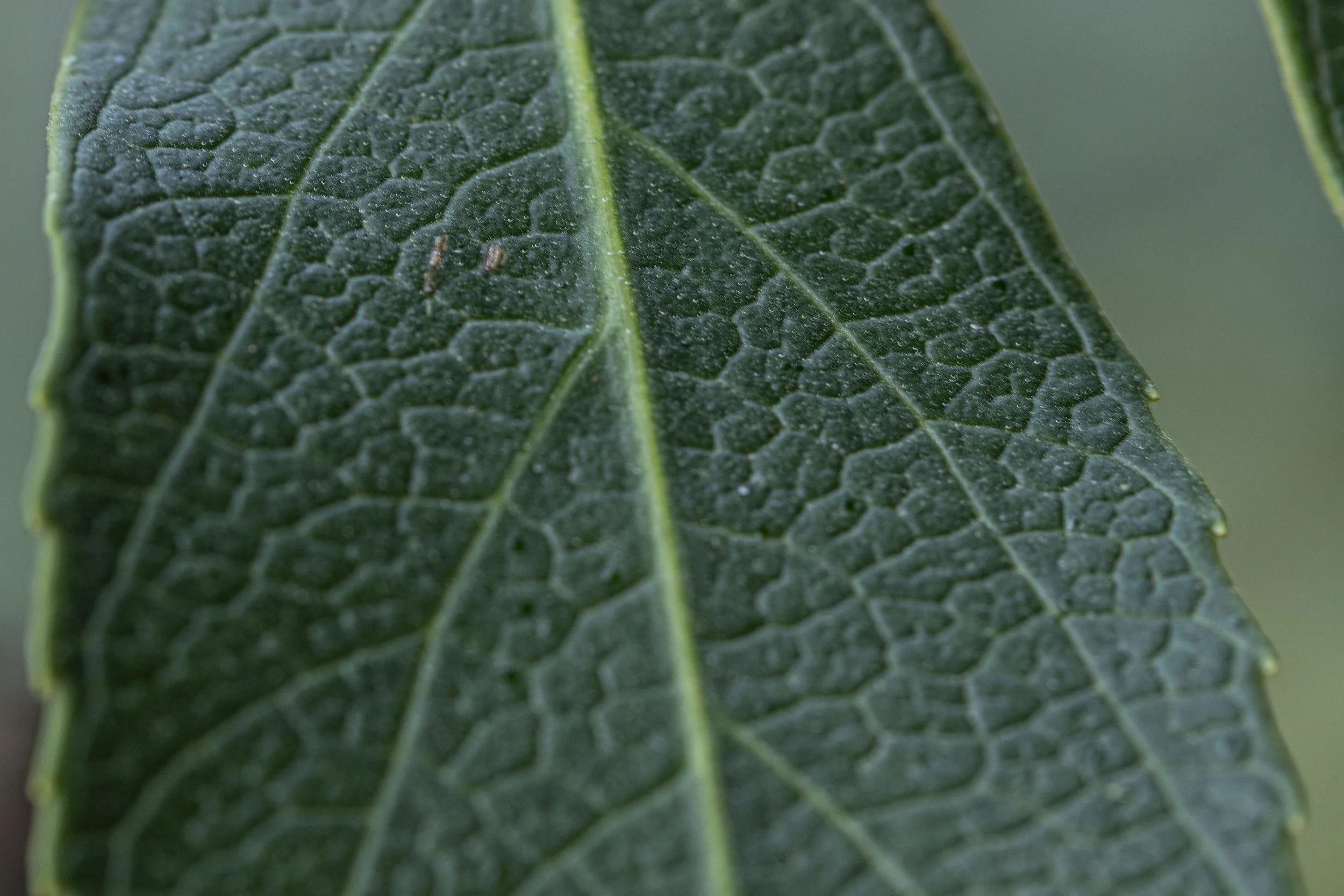 Close-up of a green leaf showing detailed texture, veins, and surface pattern.