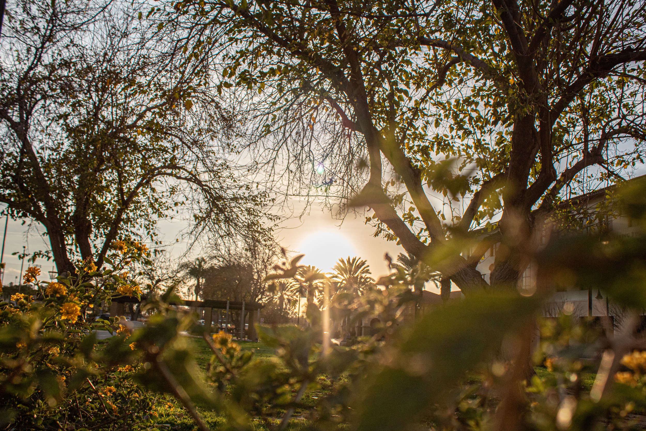 Sunset over a park with trees, yellow flowers in the foreground, and palm trees in the background.