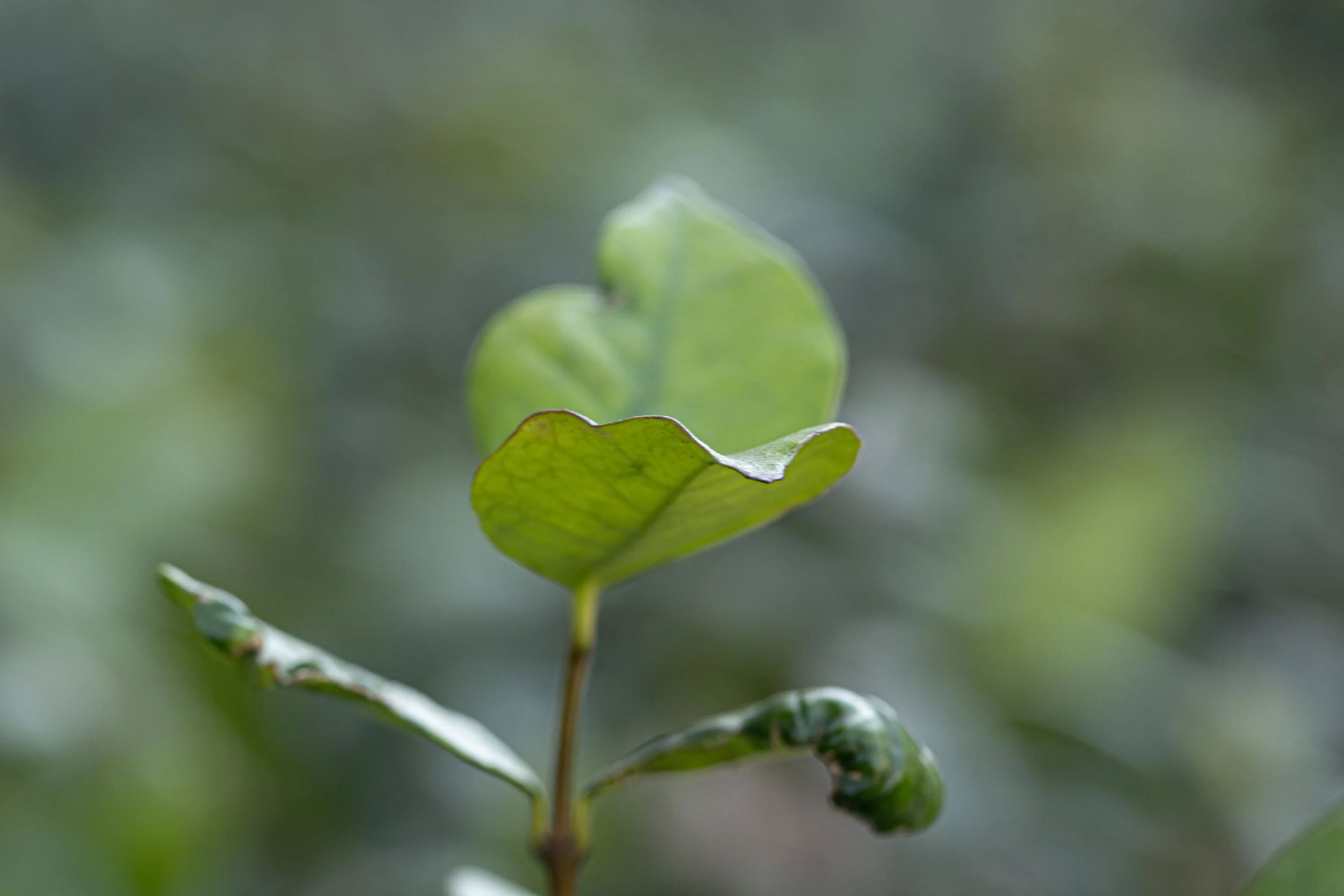 Close-up of a young green leaf with a curled tip, against a blurred background of greenery.