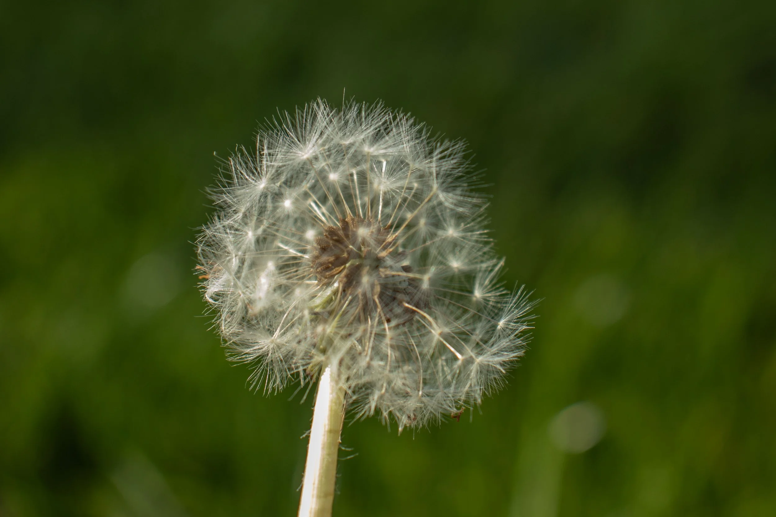 Close-up of a dandelion seed head against a blurred green background.