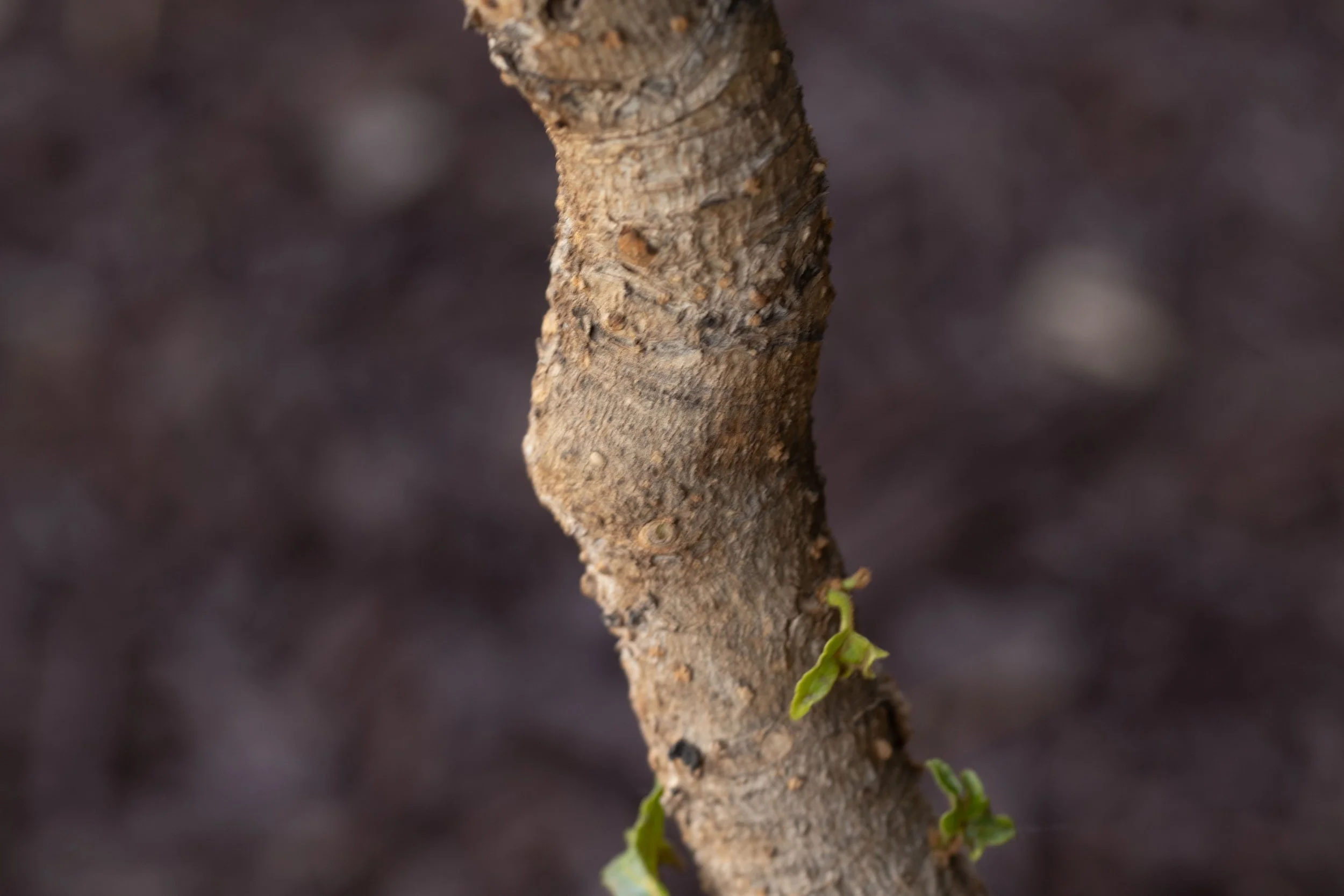 Close-up of a tree trunk with small green leaves starting to grow on it, background blurred.