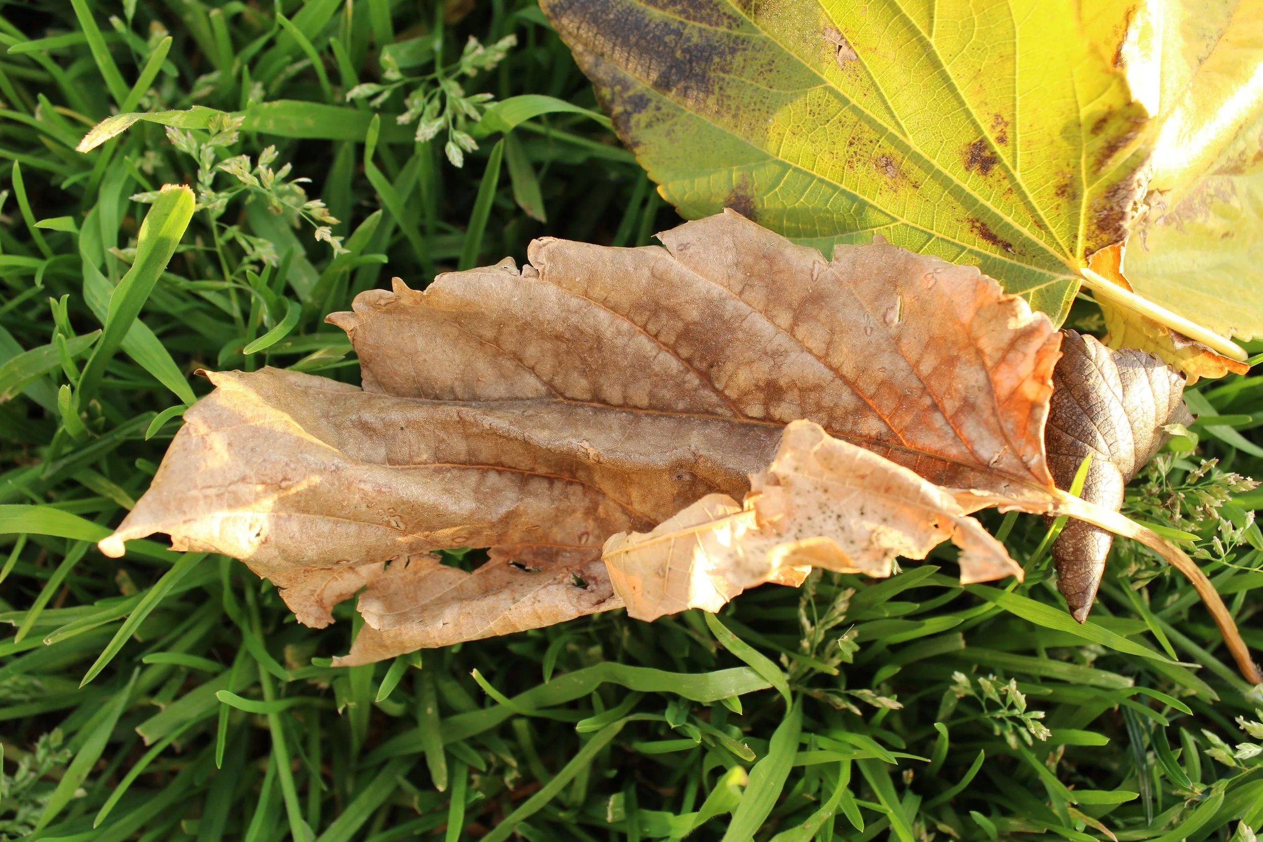 Fallen dry brown and yellow leaves on green grass.