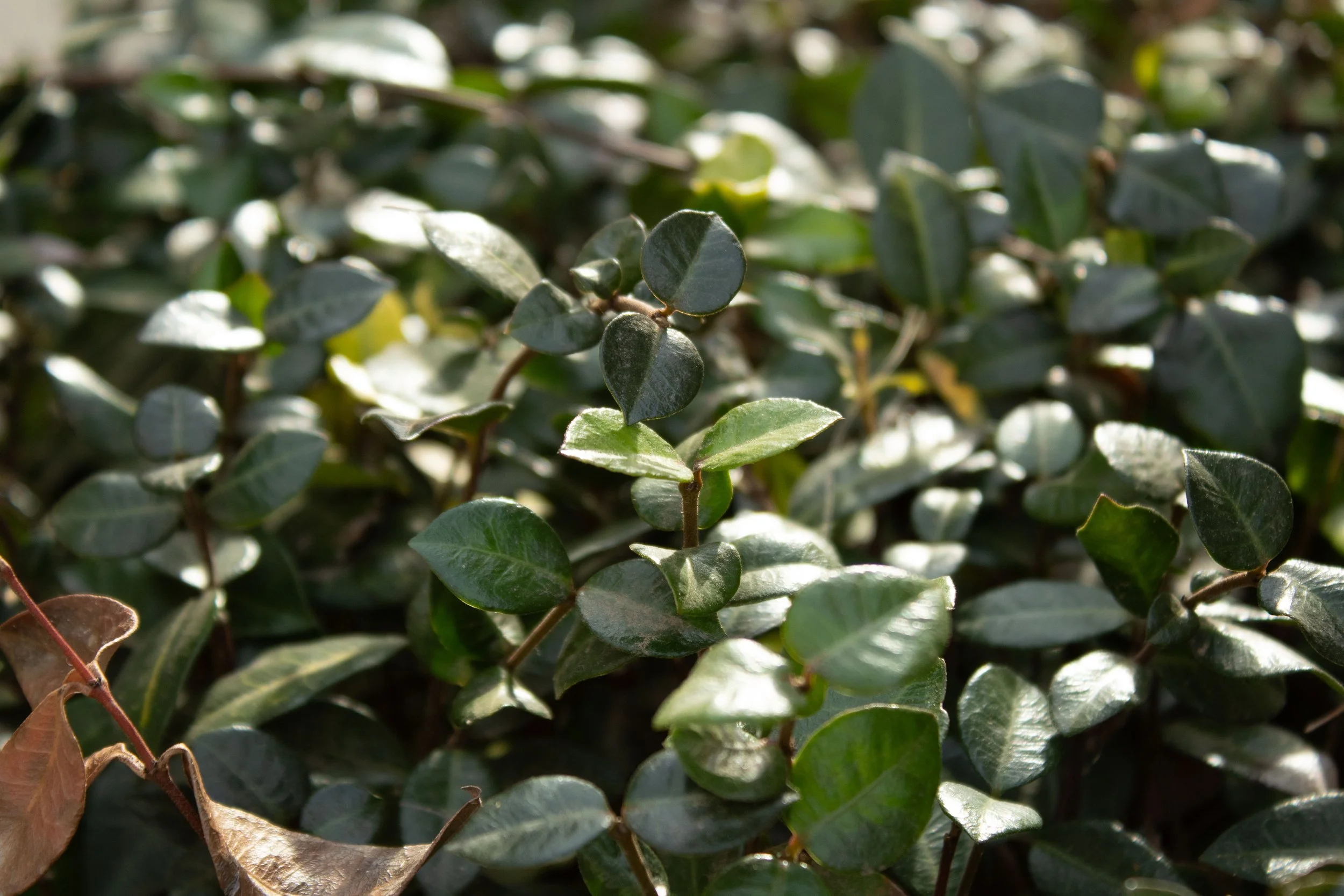 Close-up of green ivy leaves with sunlight reflecting off some of the leaves.