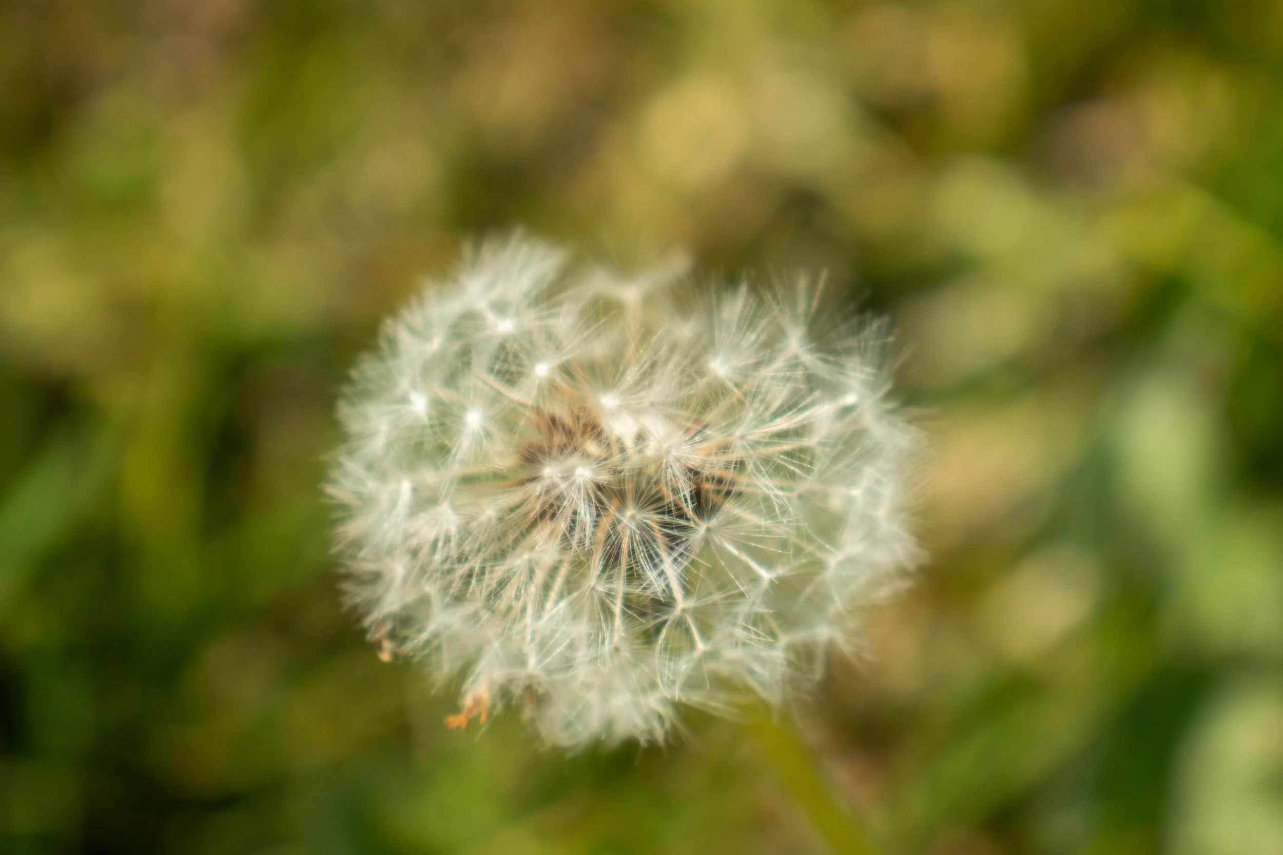 Close-up of a dandelion seed head with a blurred green background.
