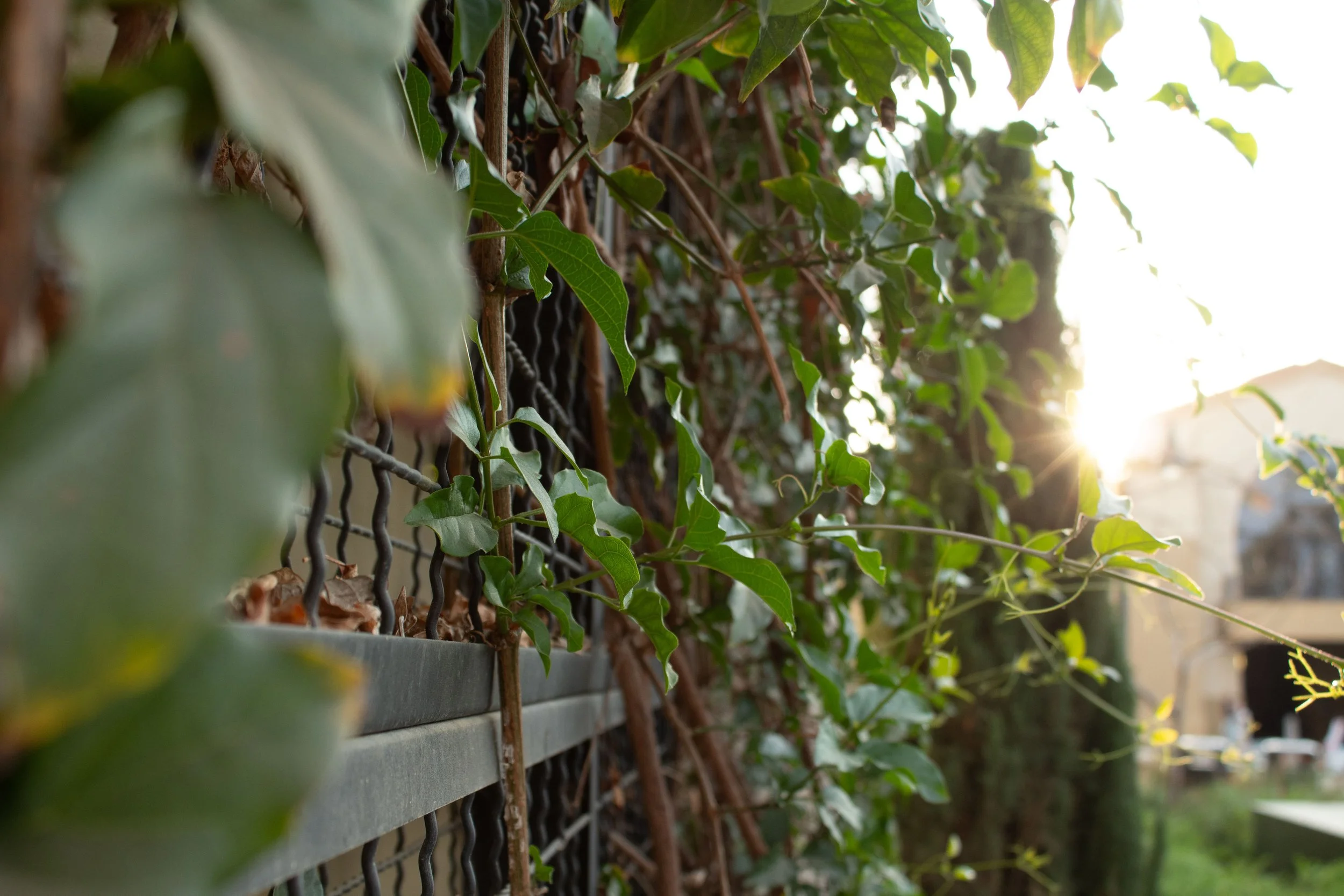 Close-up of green ivy growing on a metal fence on a sunny day, with sunlight shining through the leaves.