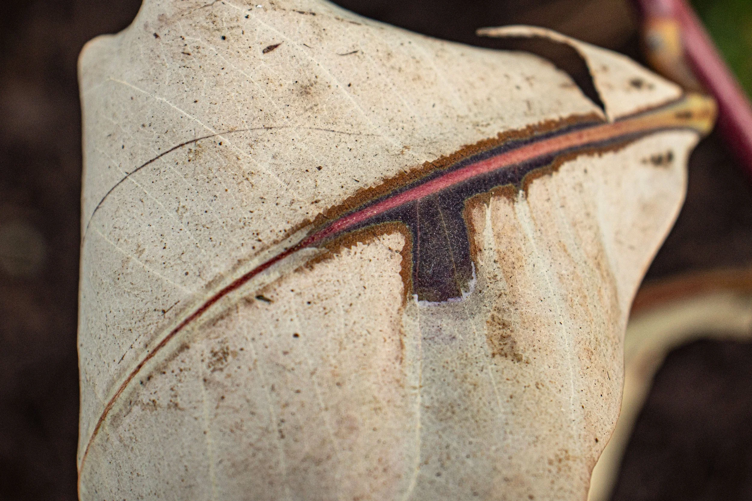Close-up of a dried, curled leaf with a prominent pink and dark brown central vein.