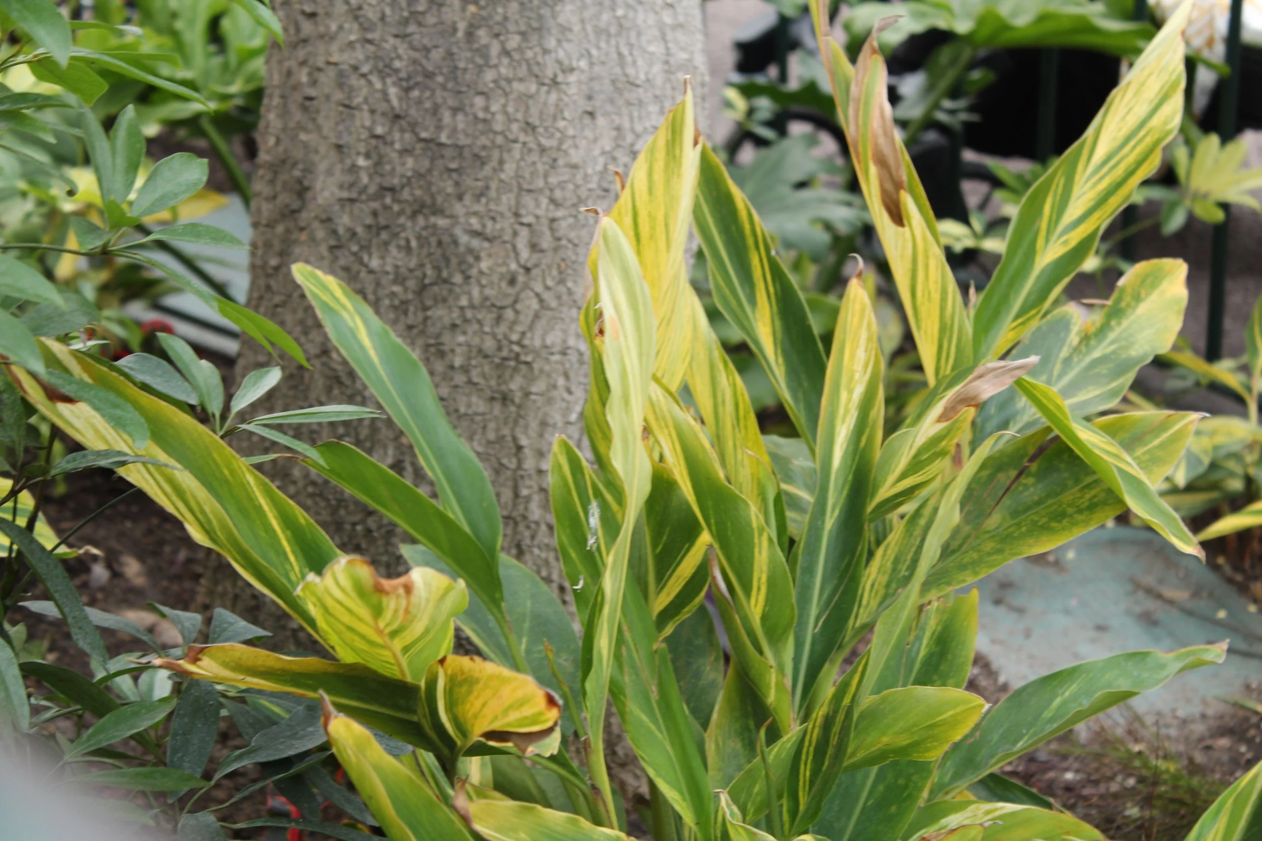 Close-up of variegated green and yellow leaves growing near a gray tree trunk in a garden setting.
