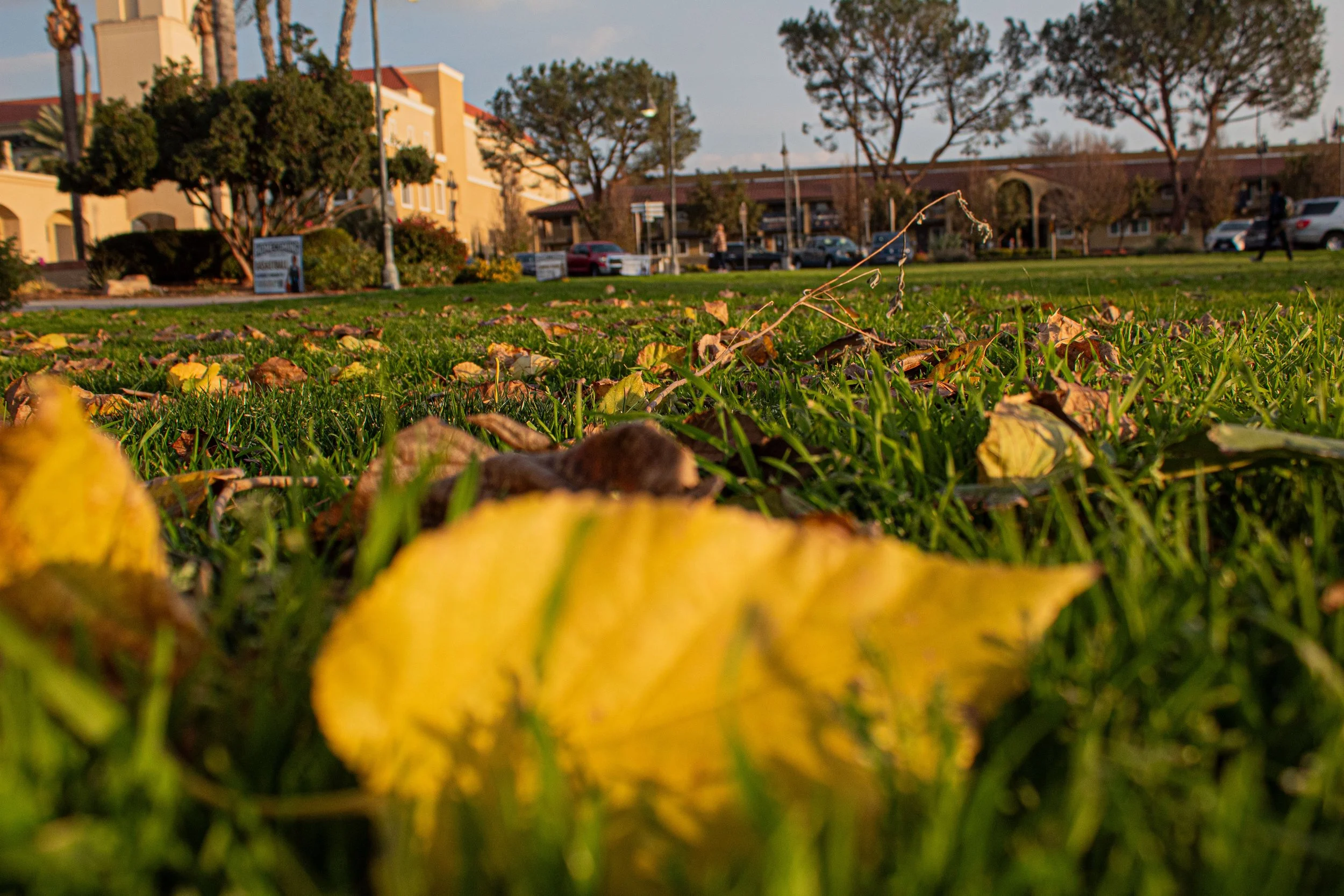 Close-up of fallen yellow and brown leaves on green grass in a park with trees and buildings in the background.